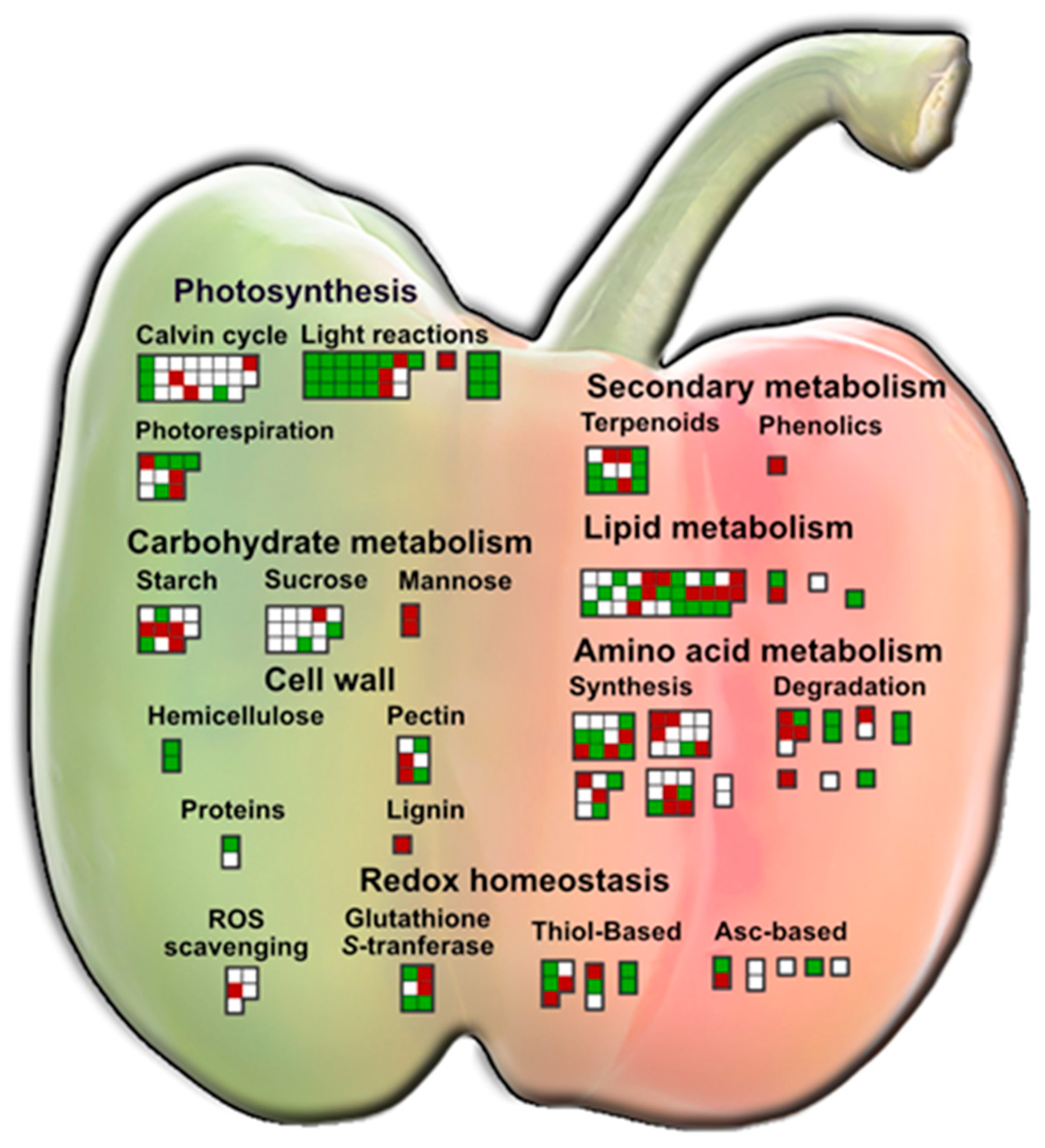Antioxidants 13 00719 g003