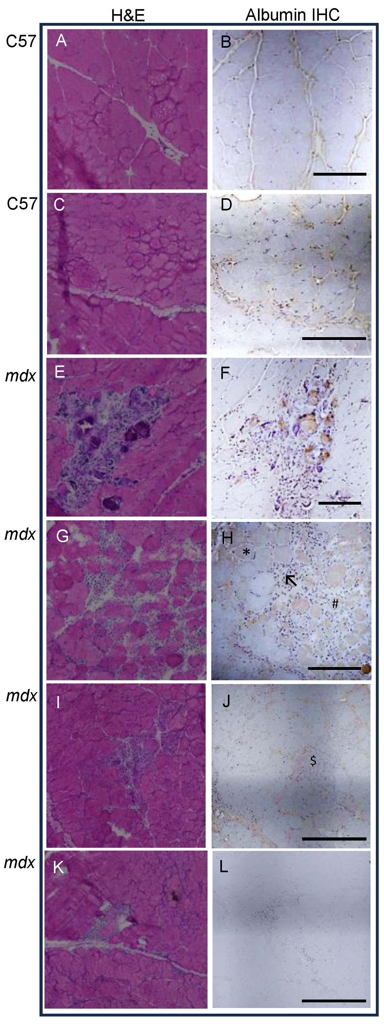 Antioxidants 13 00720 g005