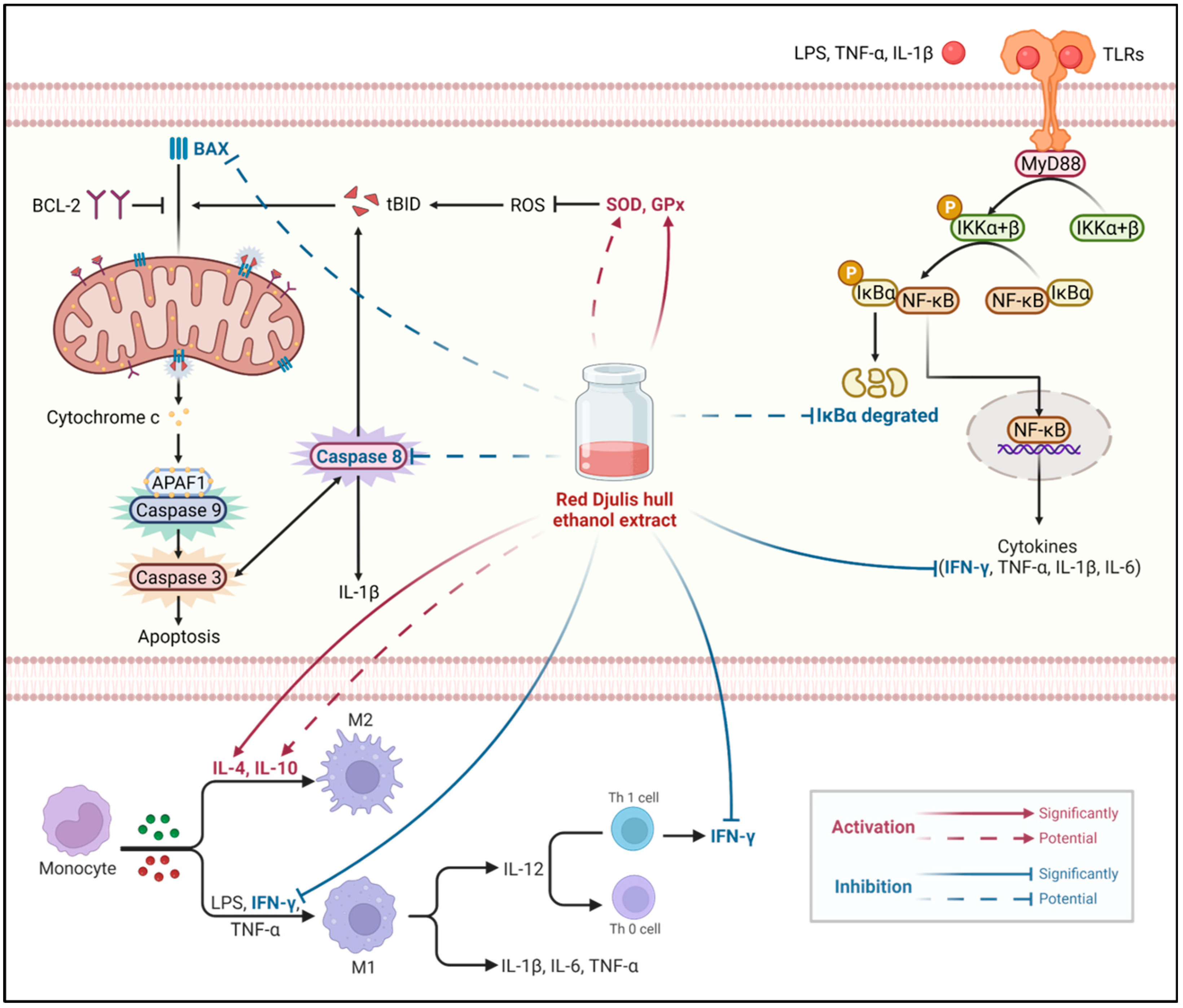 Antioxidants 13 00721 g008