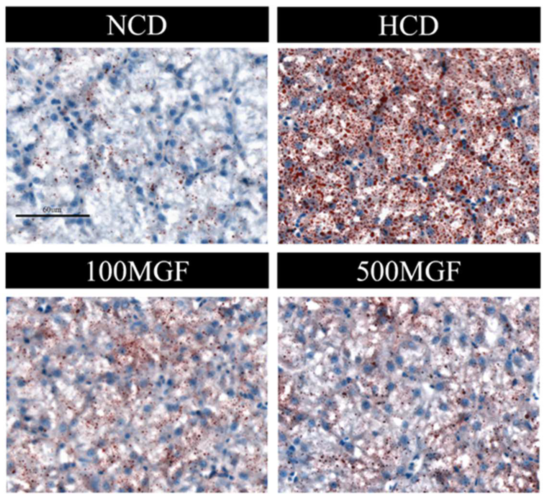 Antioxidants 13 00722 g007