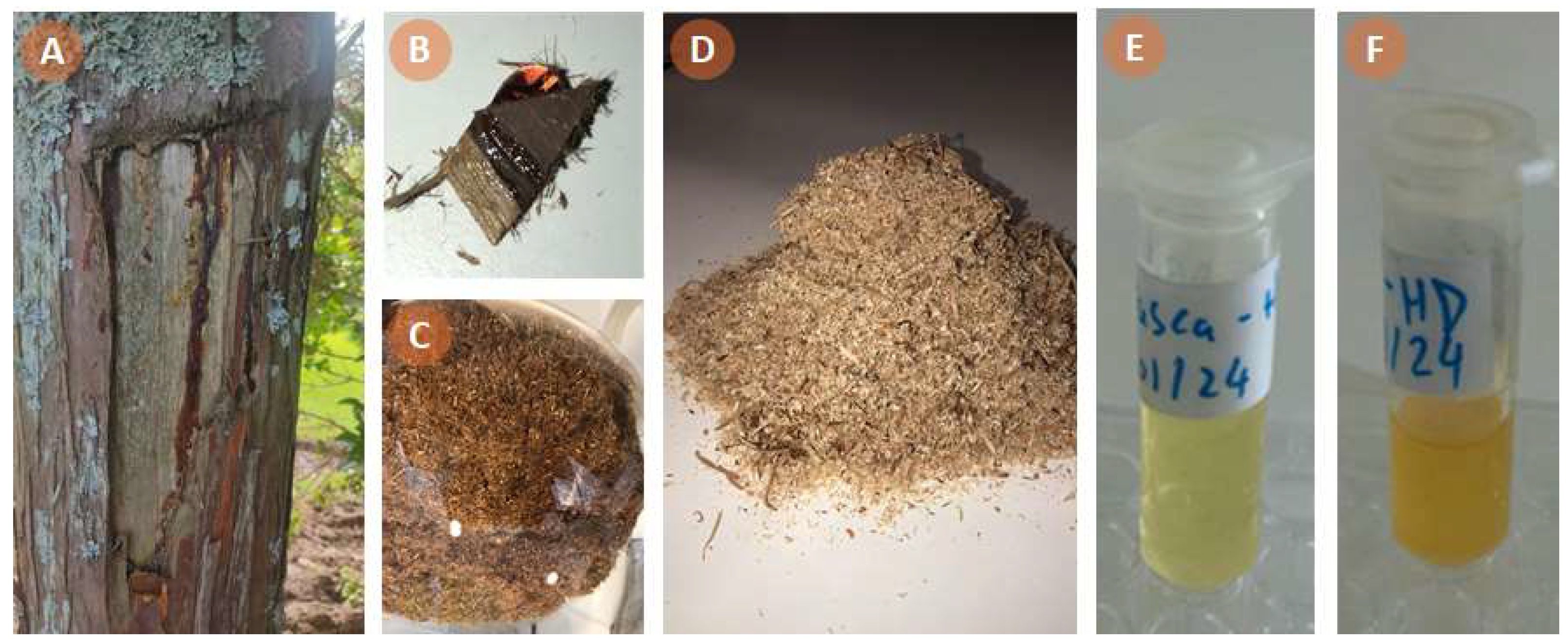 Antioxidants 13 00728 g001 Antioxidants 13 00728 g001