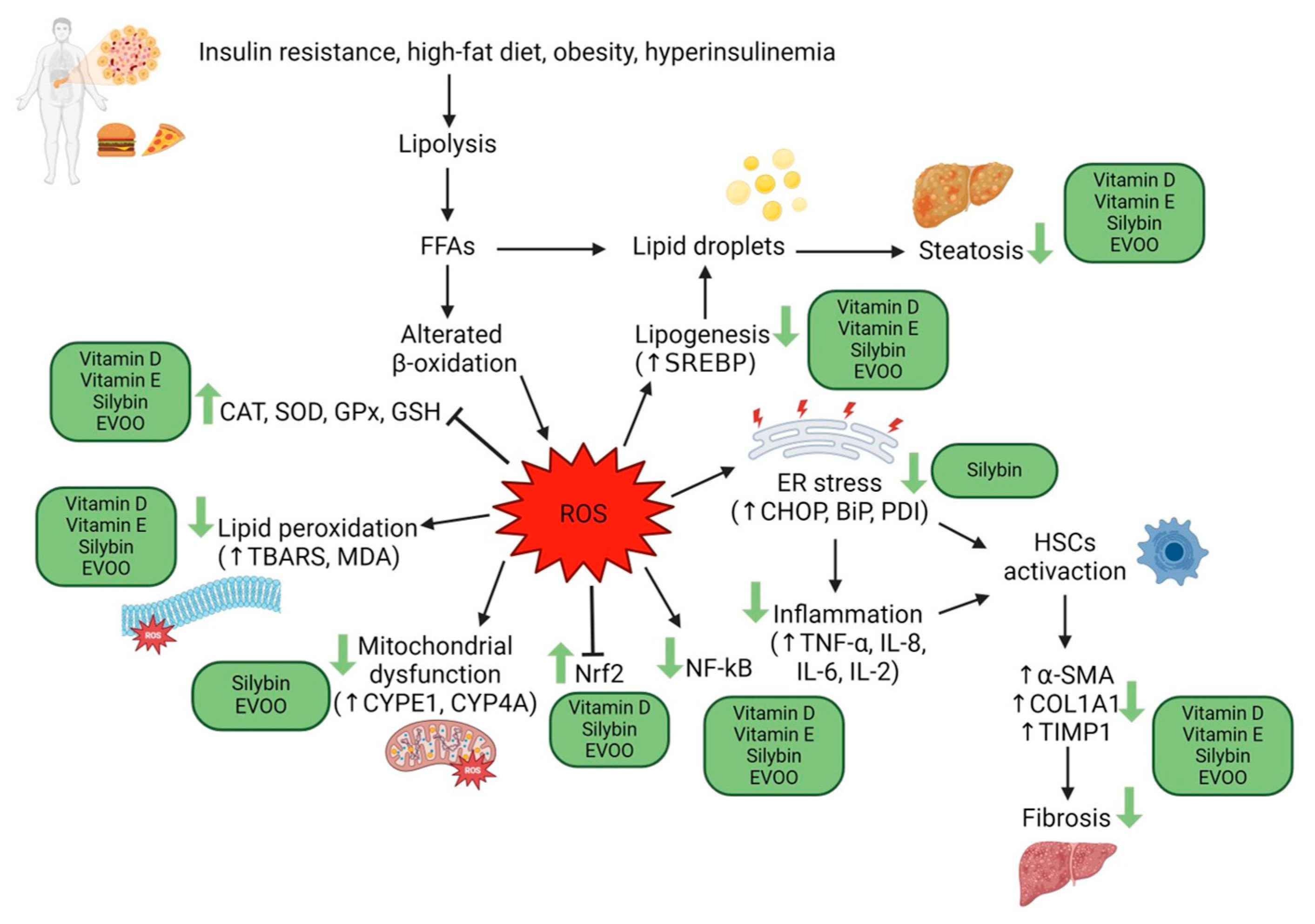 Antioxidants 13 00731 g001