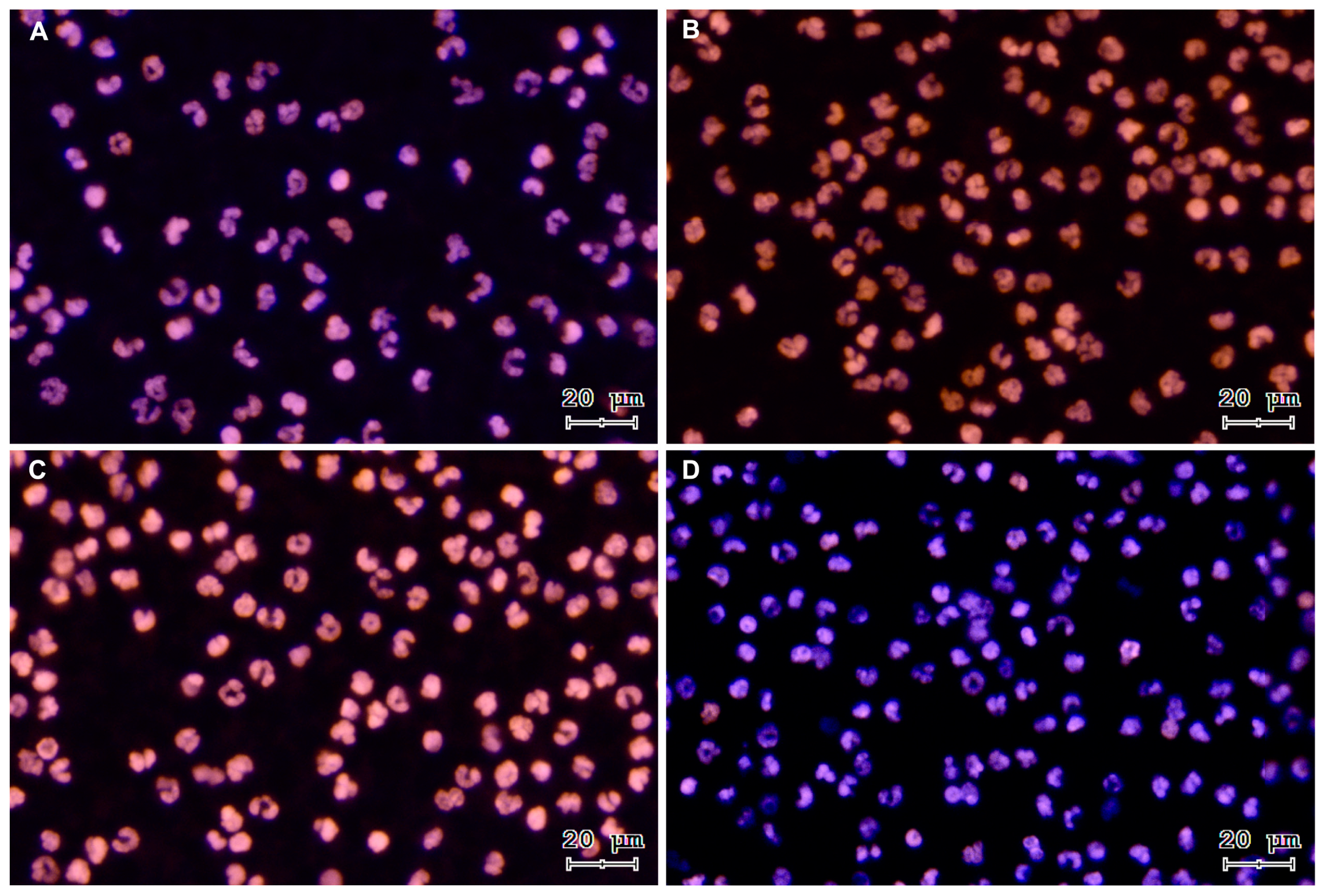 Antioxidants 13 00733 g002