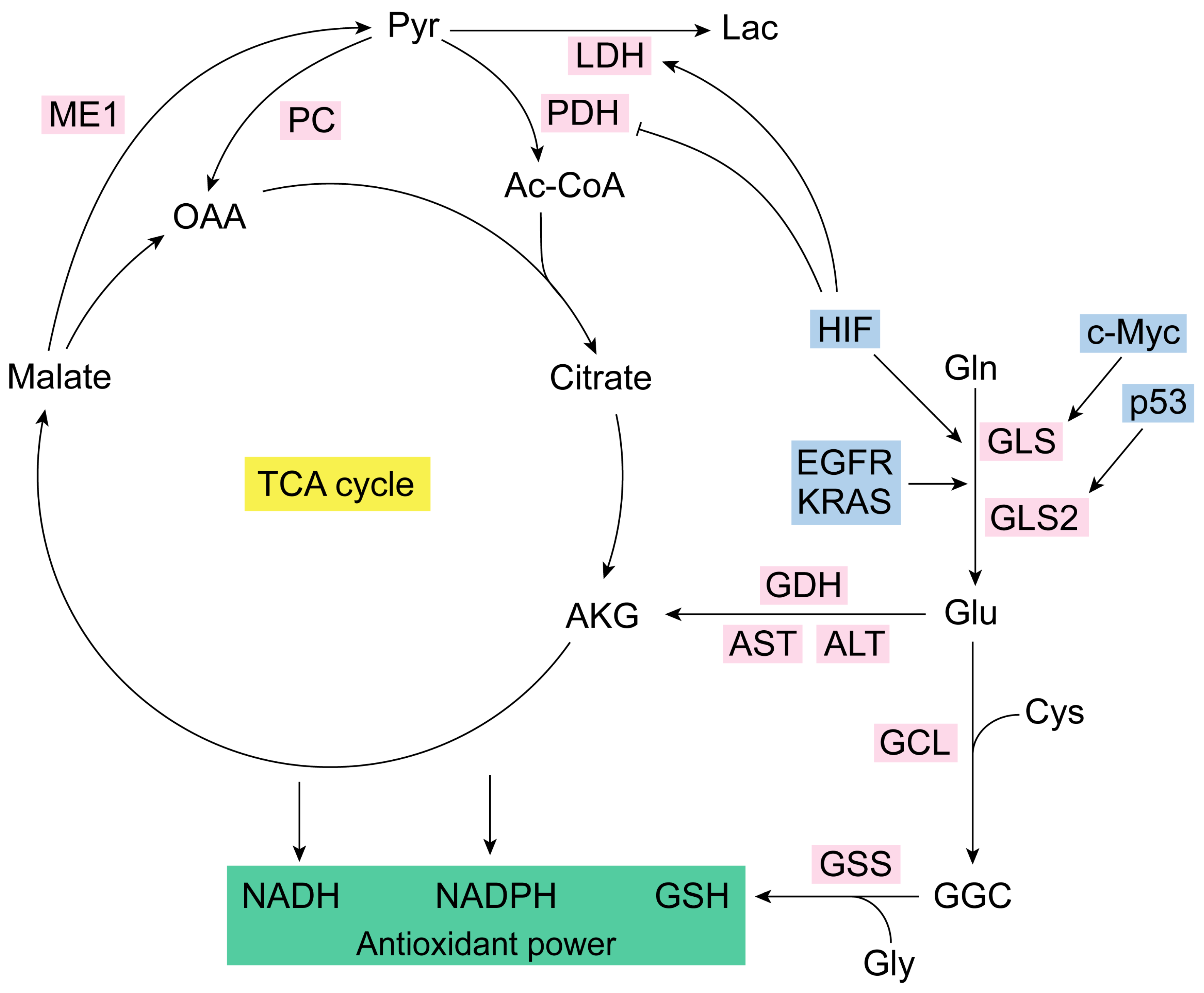 Antioxidants 13 00745 g001 Antioxidants 13 00745 g001
