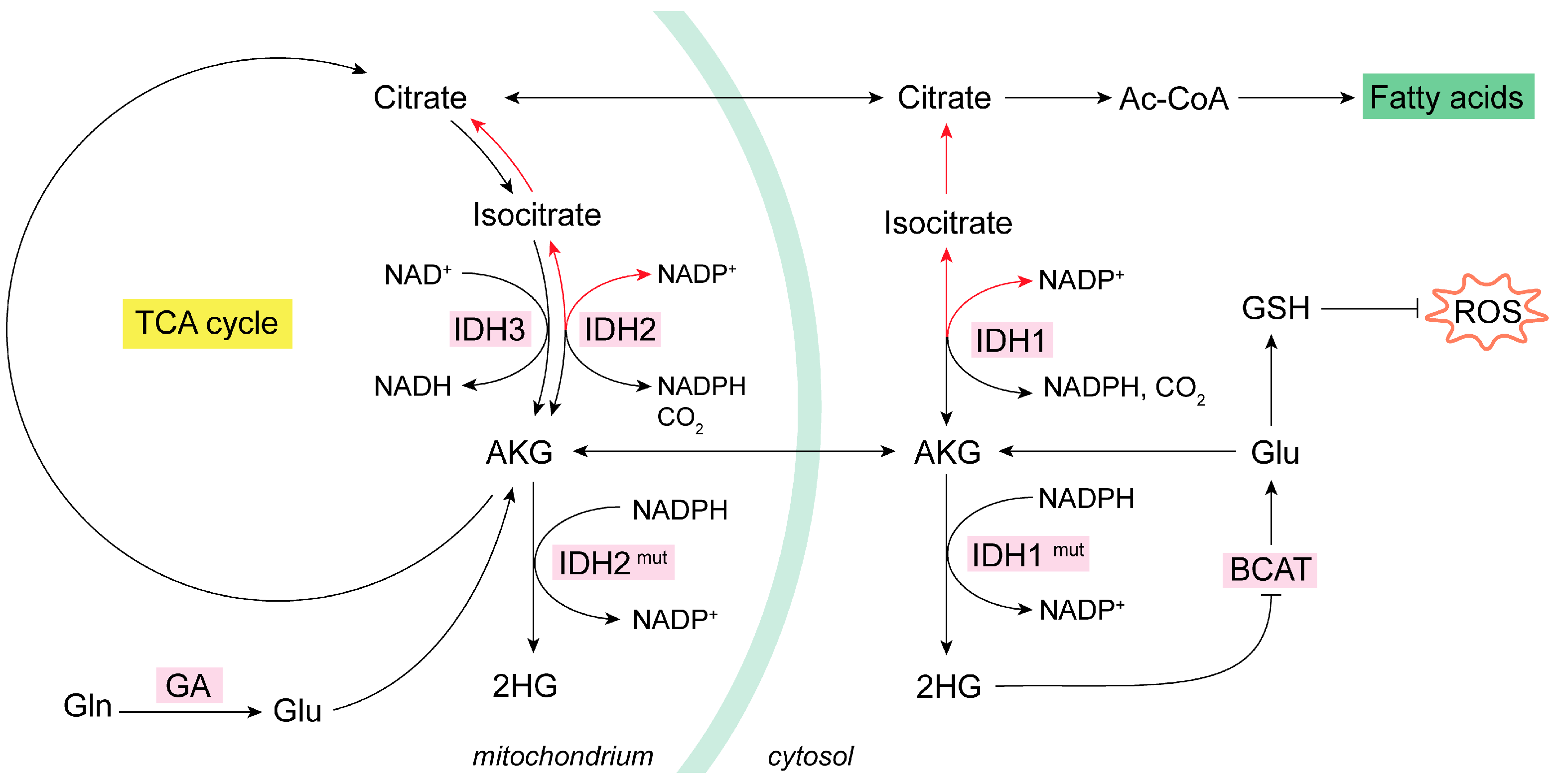 Antioxidants 13 00745 g002 Antioxidants 13 00745 g002