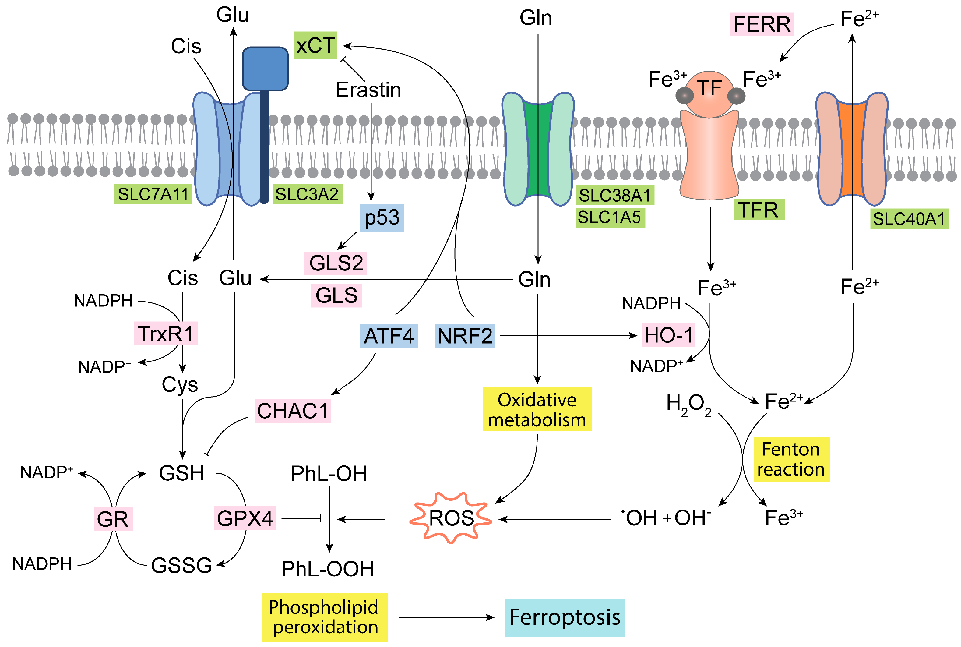 Antioxidants 13 00745 g003 Antioxidants 13 00745 g003