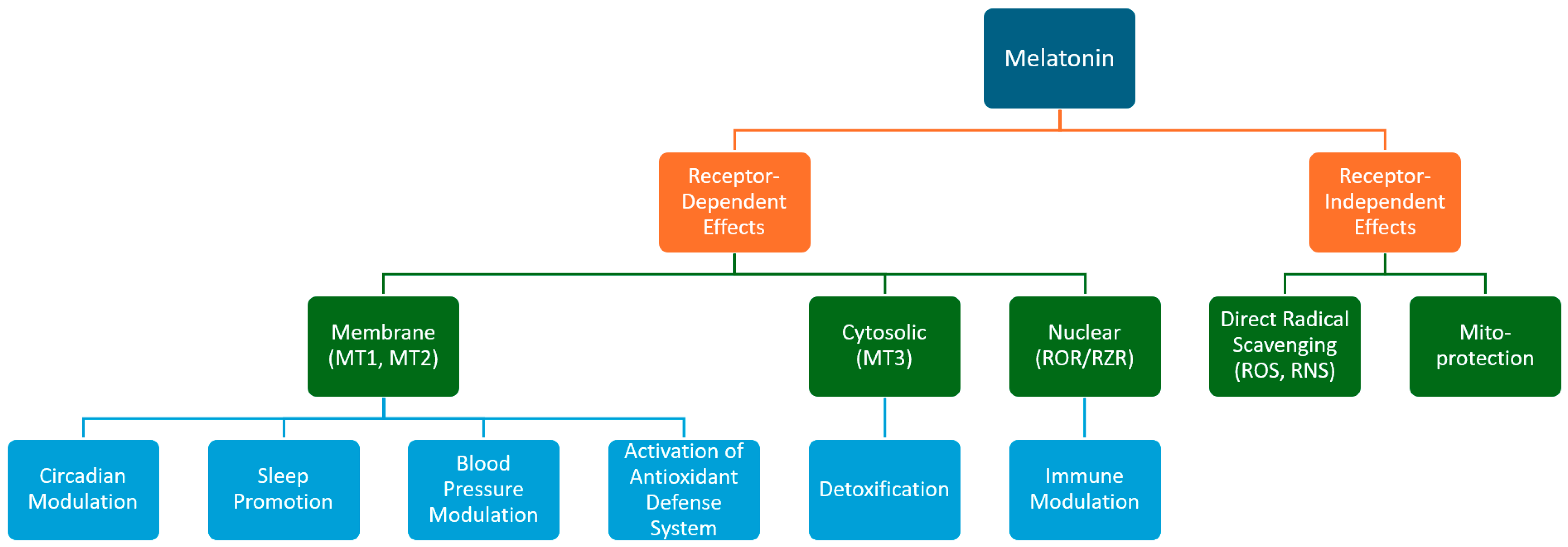 Antioxidants 13 00747 g003