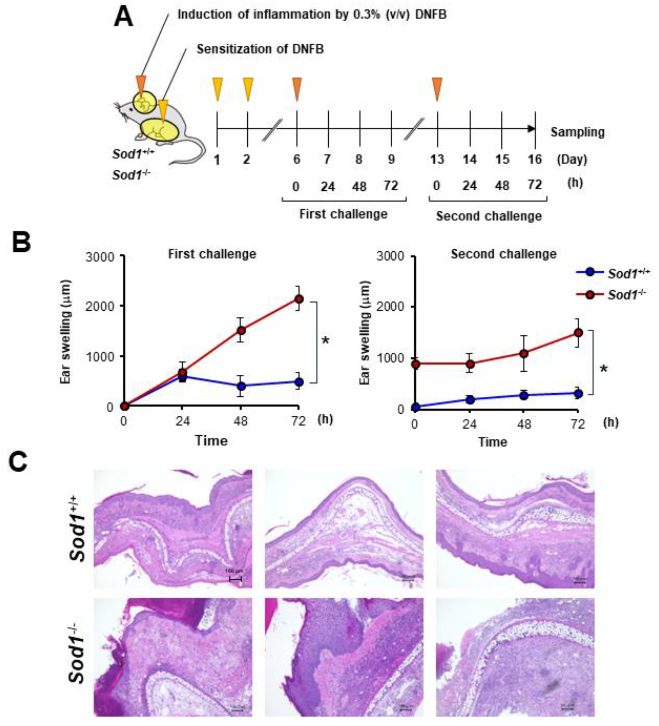 Antioxidants 13 00748 g004