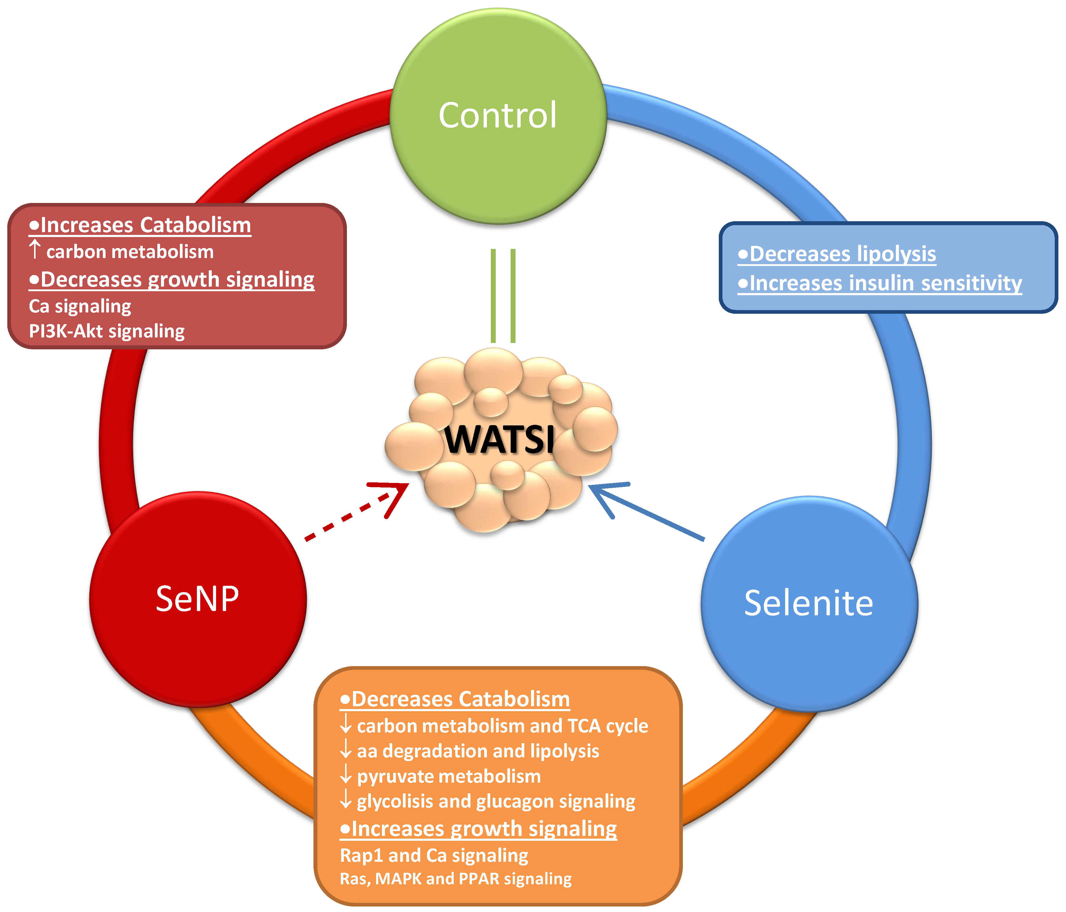 Antioxidants 13 00750 g006