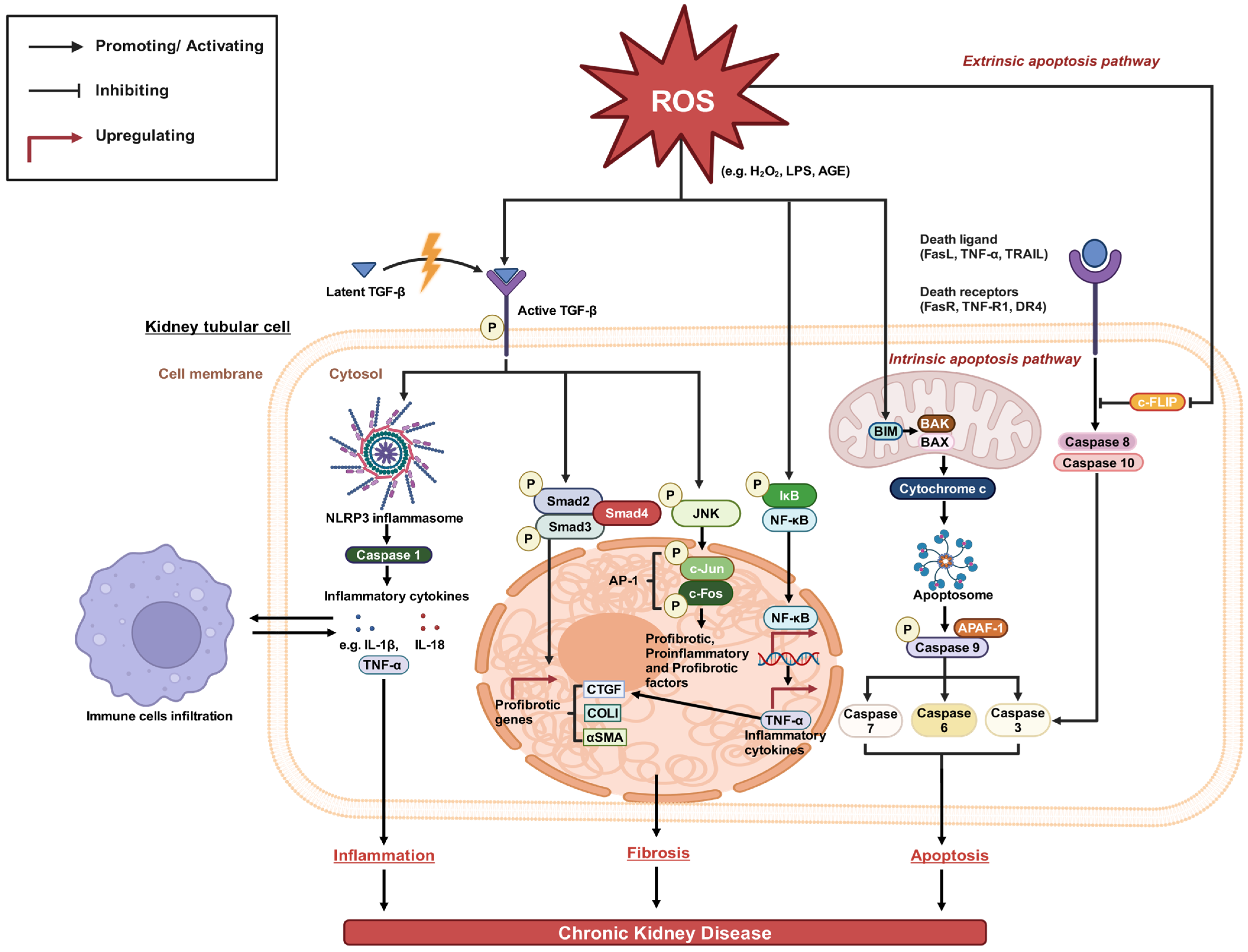 Antioxidants 13 00751 g001