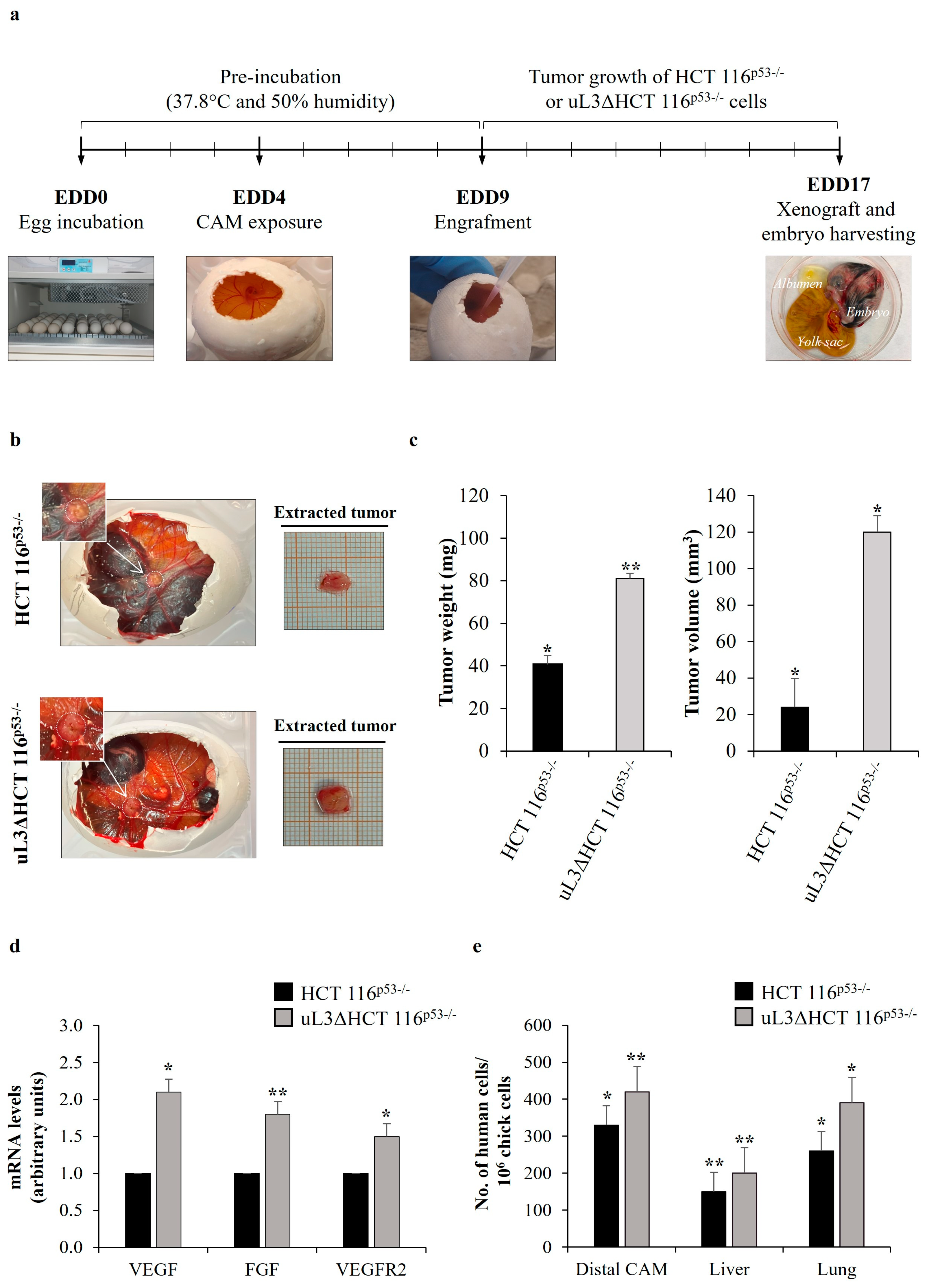Antioxidants 13 00757 g001