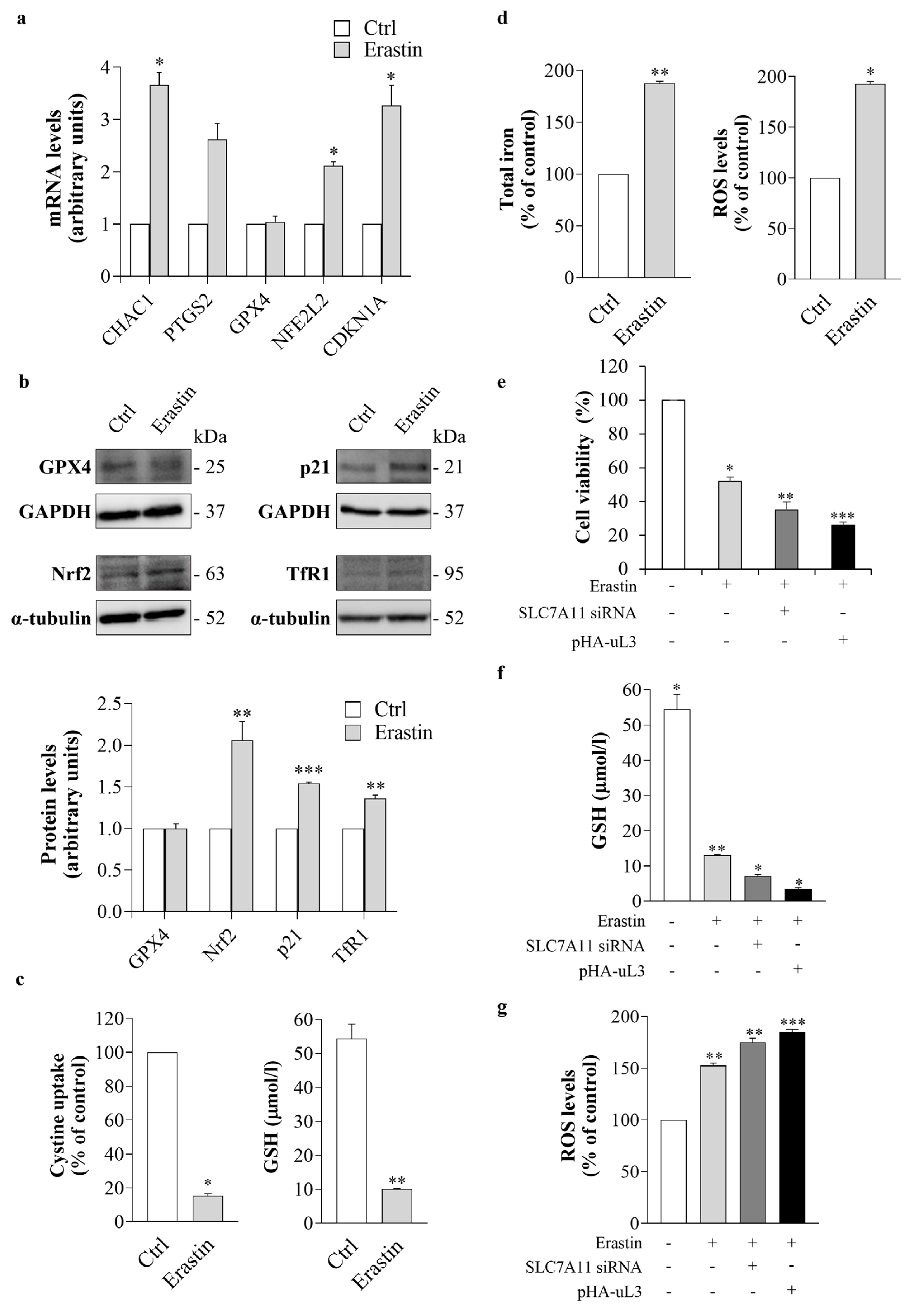 Antioxidants 13 00757 g006