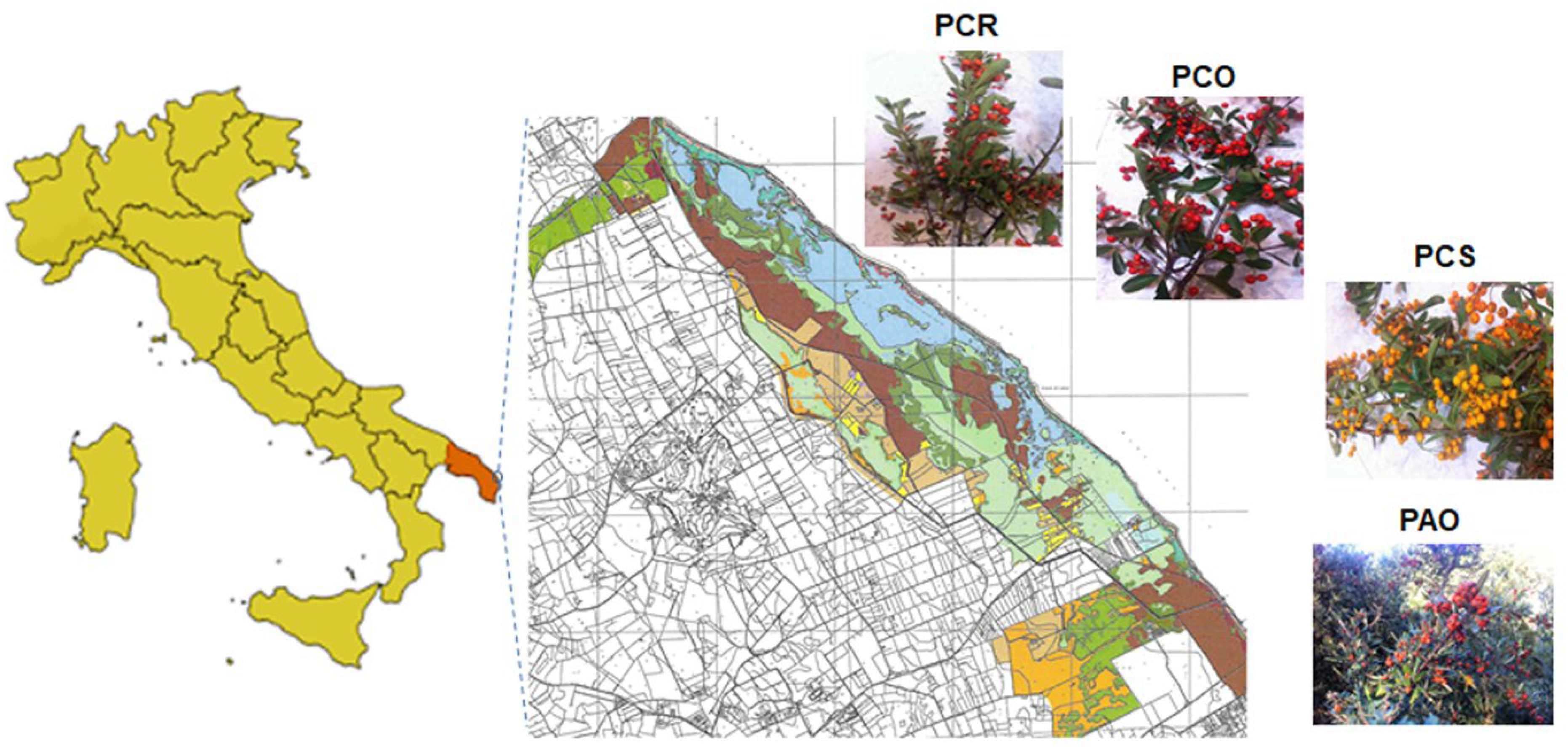 Antioxidants 13 00765 g001
