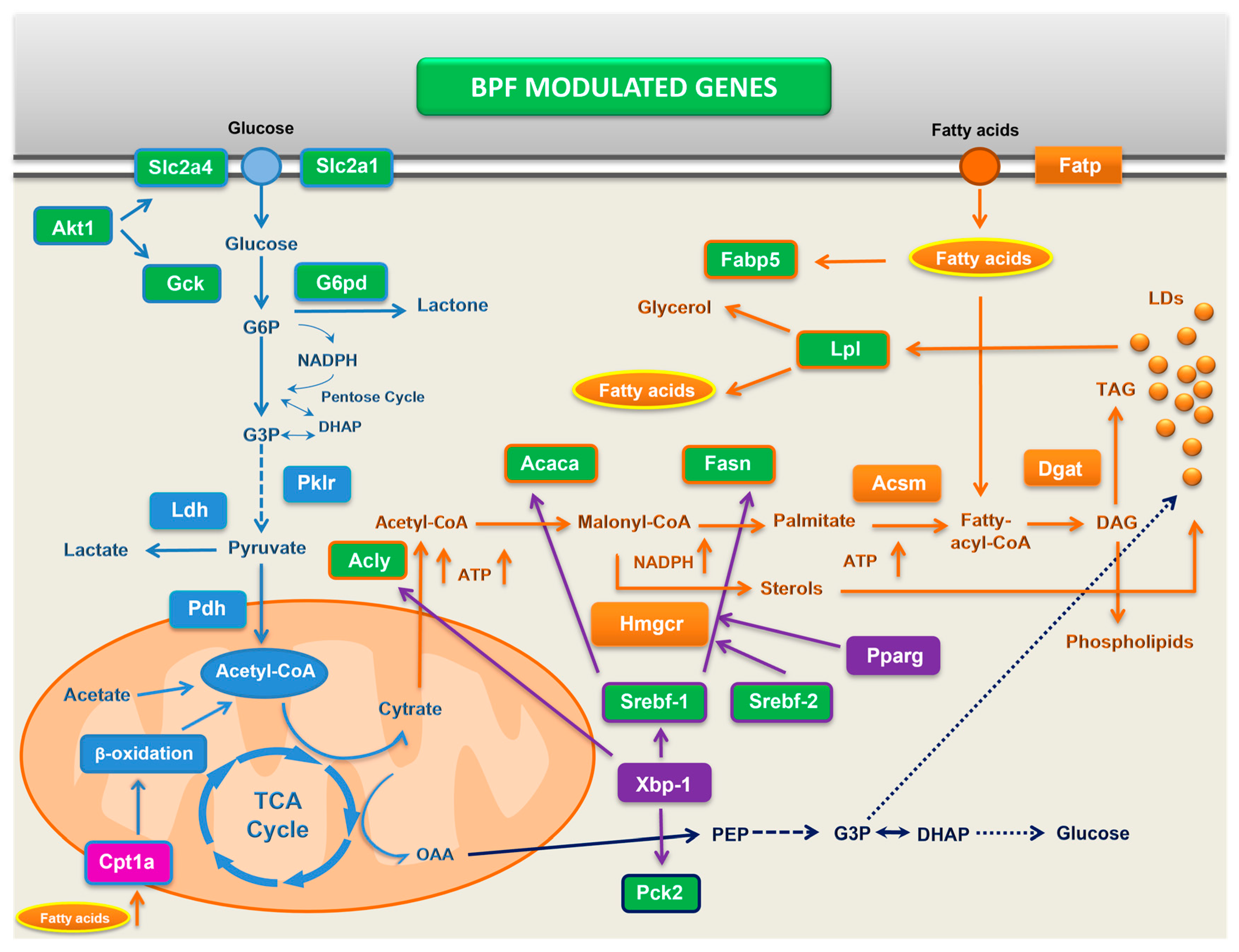 Antioxidants 13 00766 g009