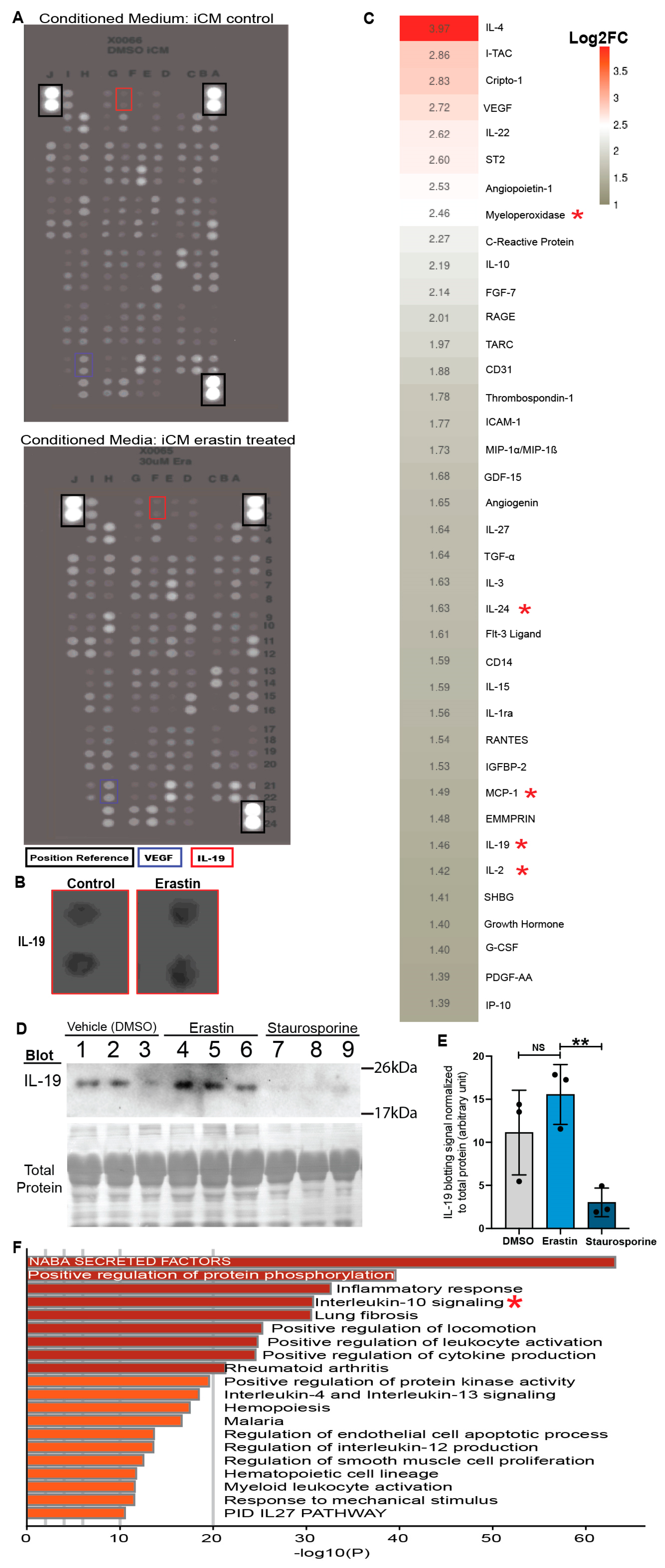 Antioxidants 13 00769 g004
