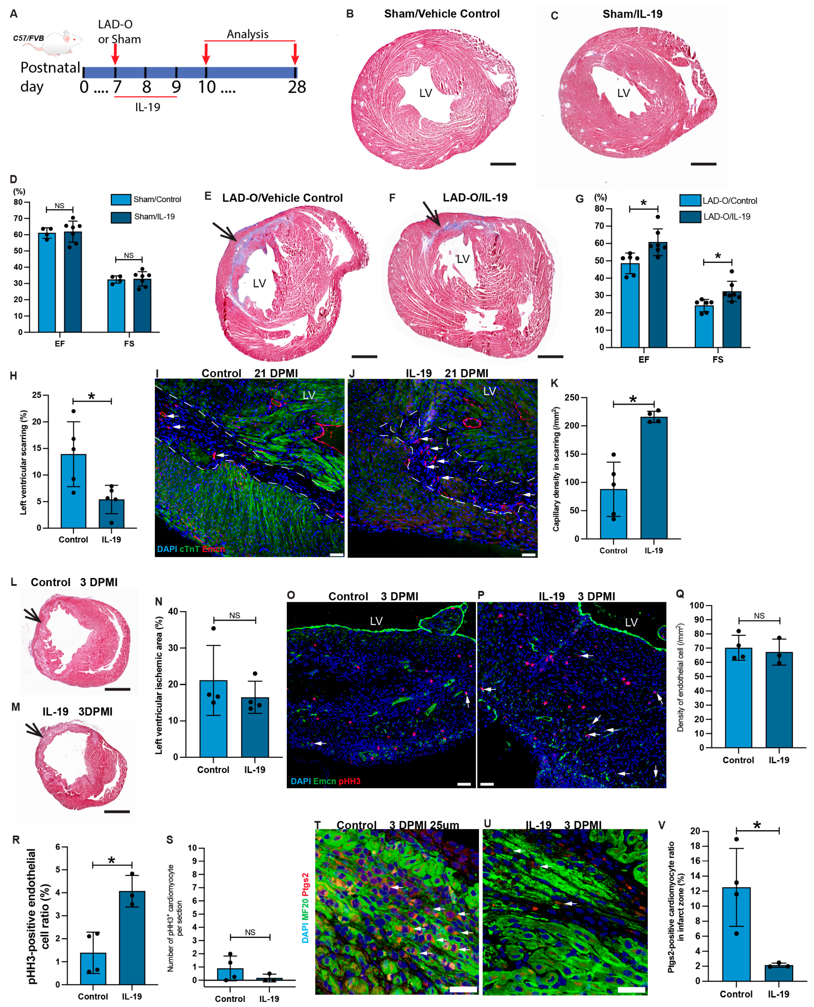 Antioxidants 13 00769 g006