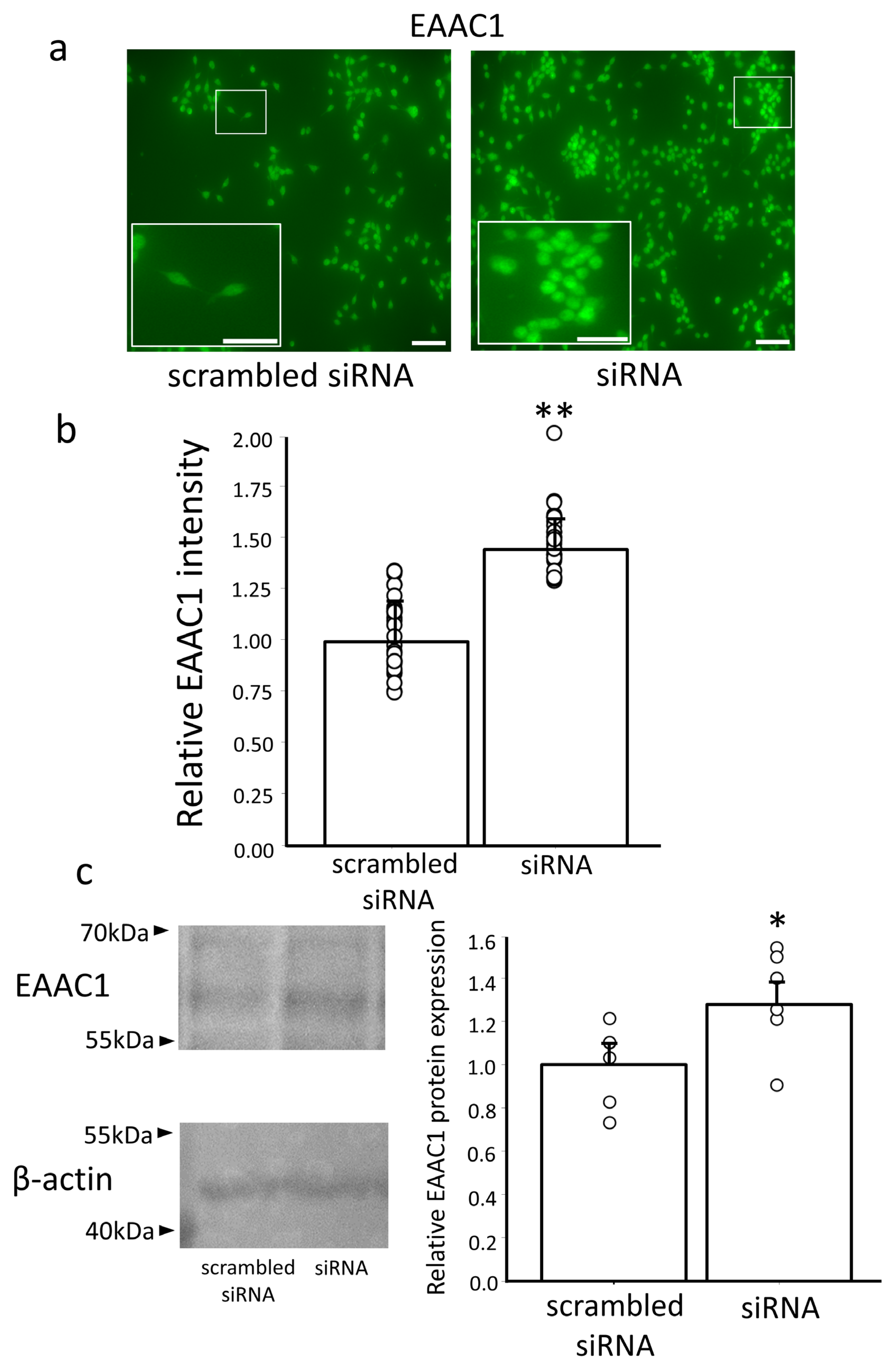 Antioxidants 13 00771 g004