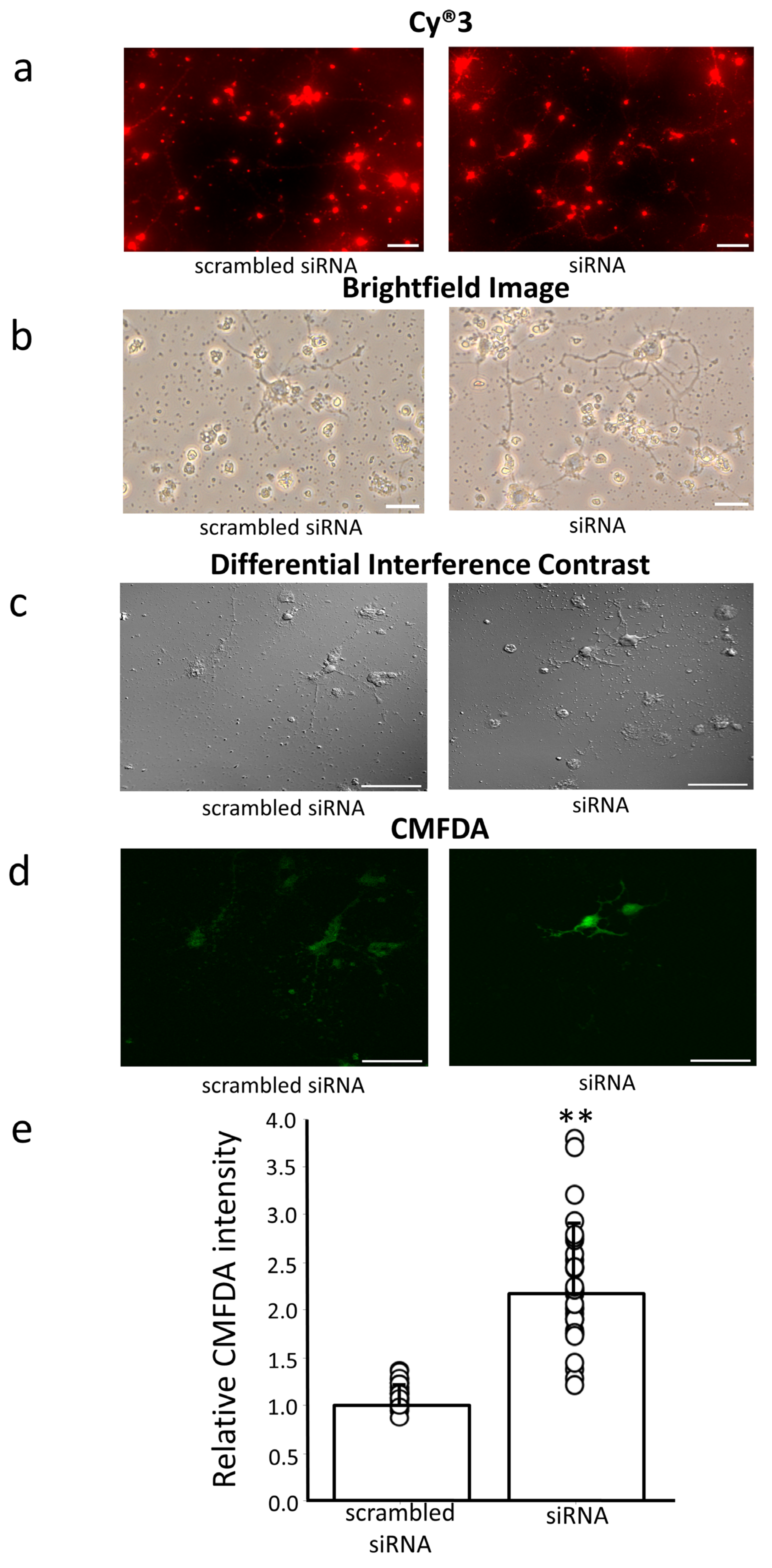 Antioxidants 13 00771 g006