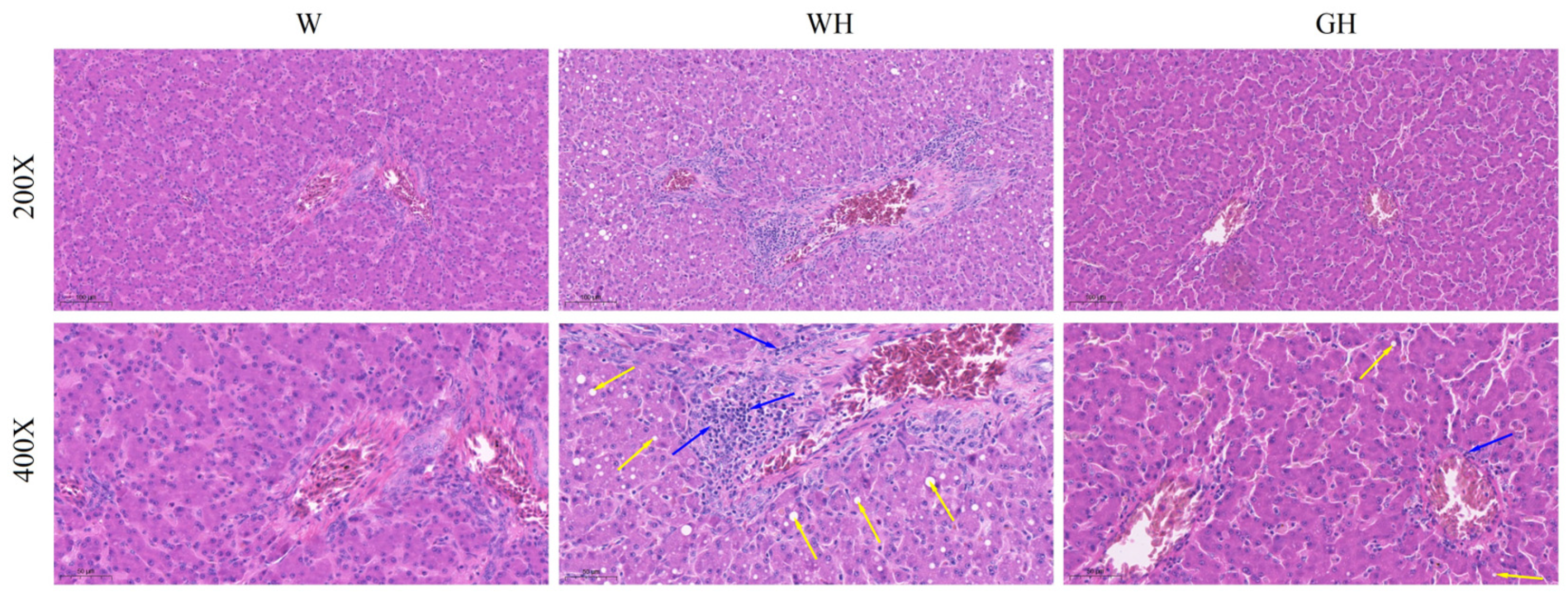 Antioxidants 13 00772 g002 Antioxidants 13 00772 g002