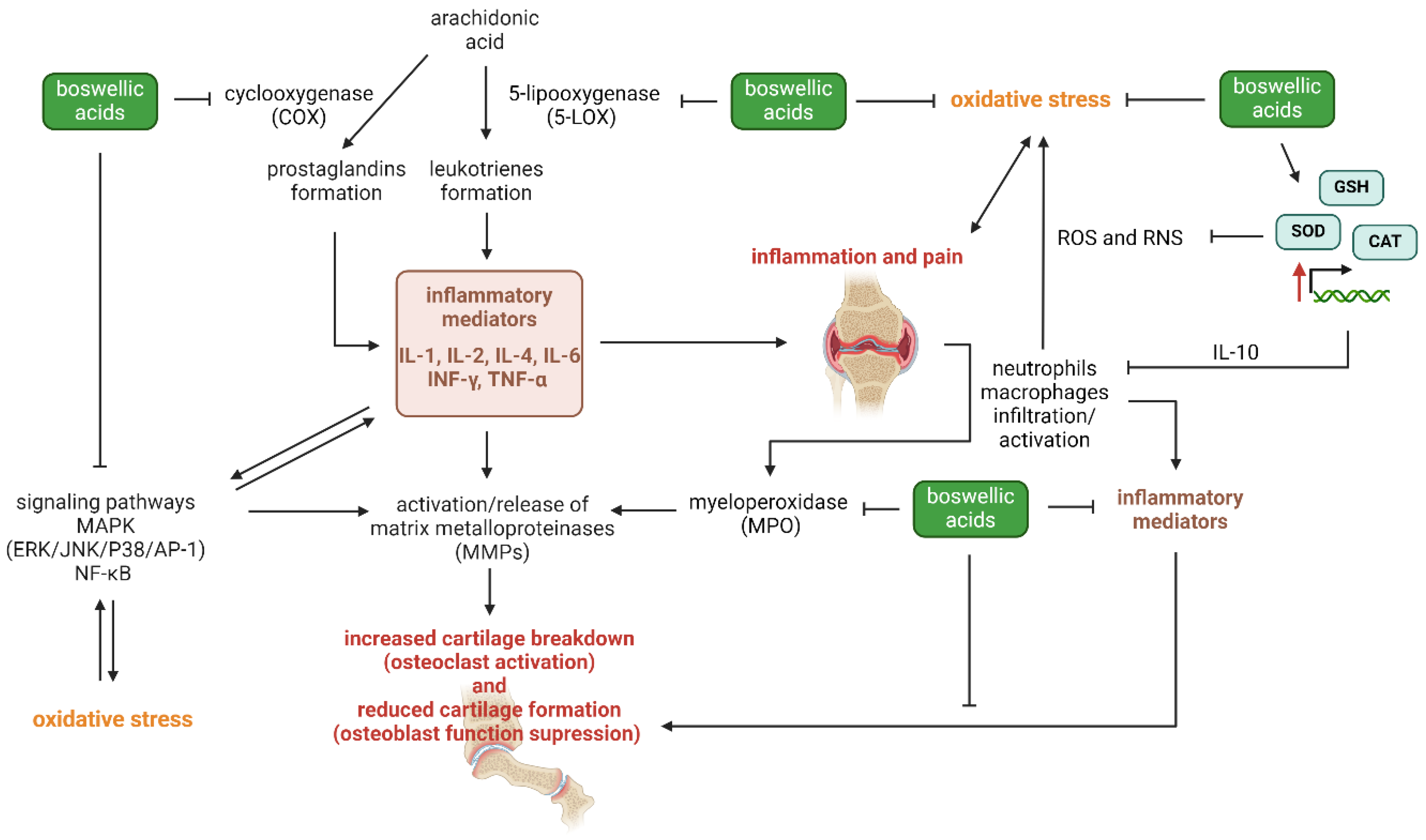 Antioxidants 13 00775 g005