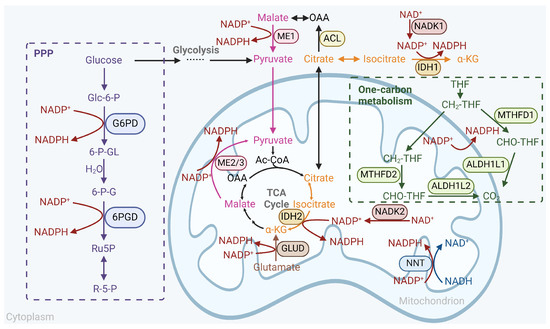The Cancer Antioxidant Regulation System in Therapeutic Resistance
