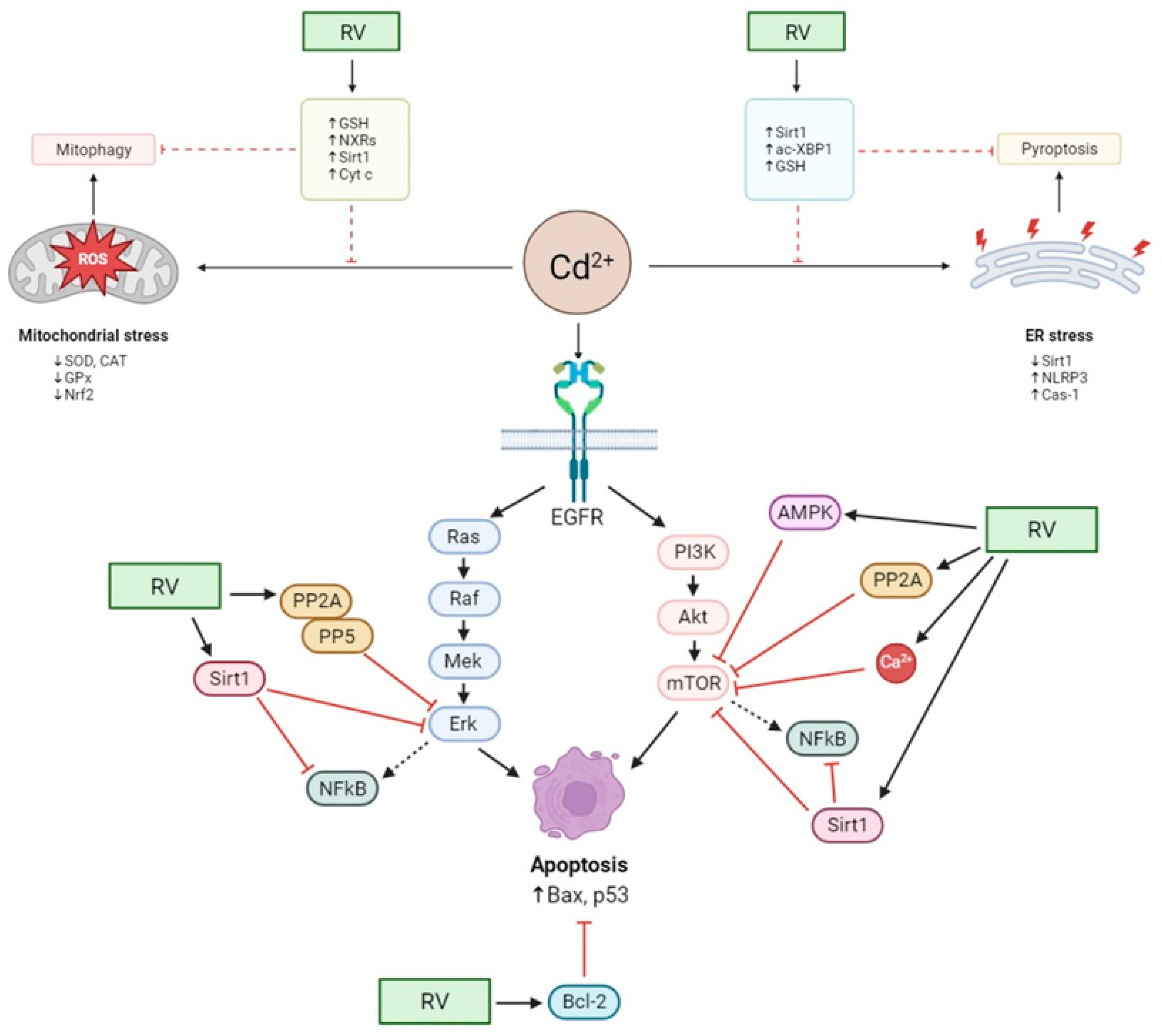 Antioxidants 13 00782 g002 Antioxidants 13 00782 g002