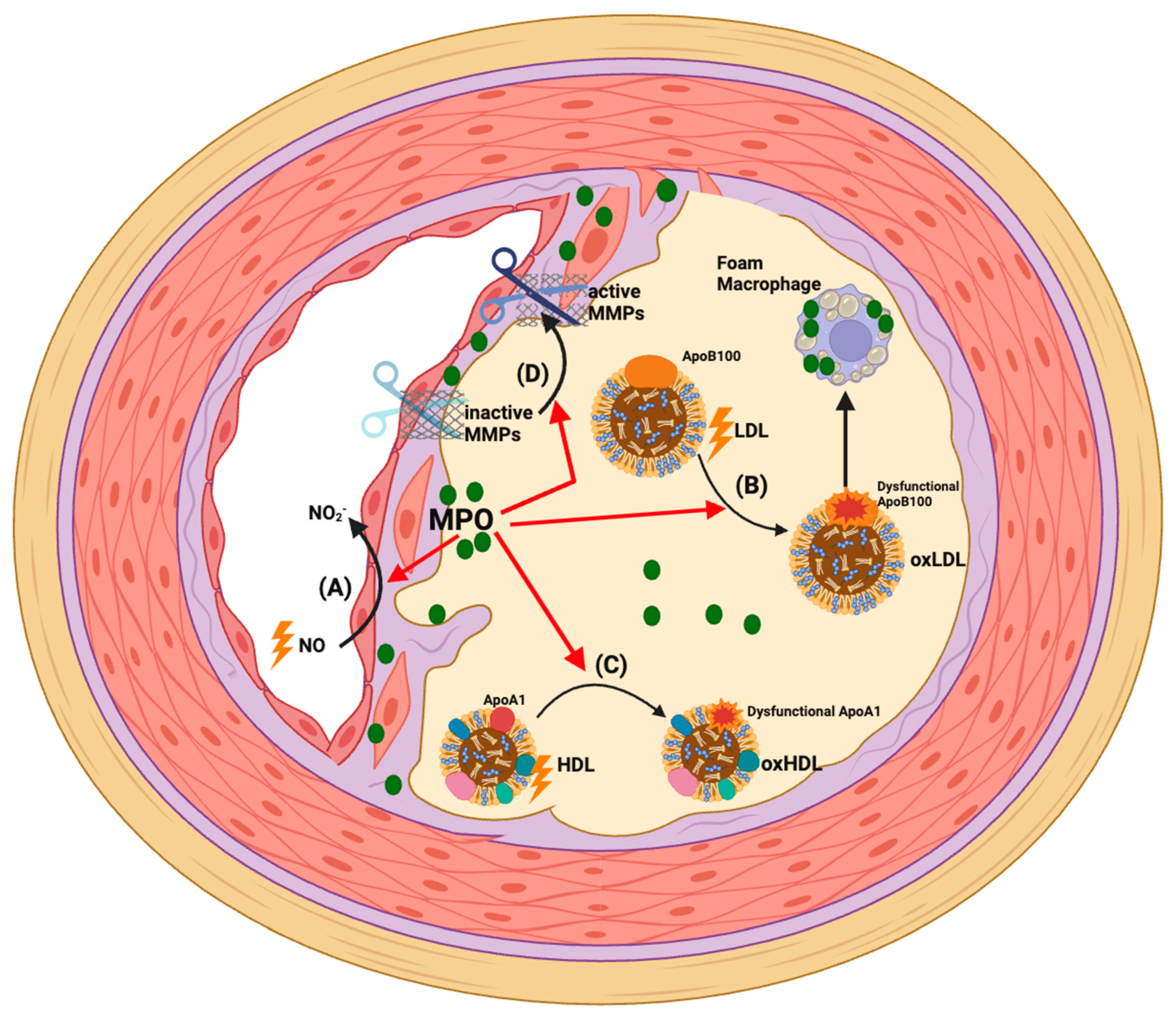 Antioxidants 13 00788 g002 Antioxidants 13 00788 g002