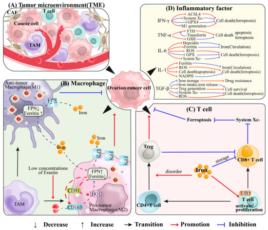 Redox-Regulated Iron Metabolism and Ferroptosis in Ovarian