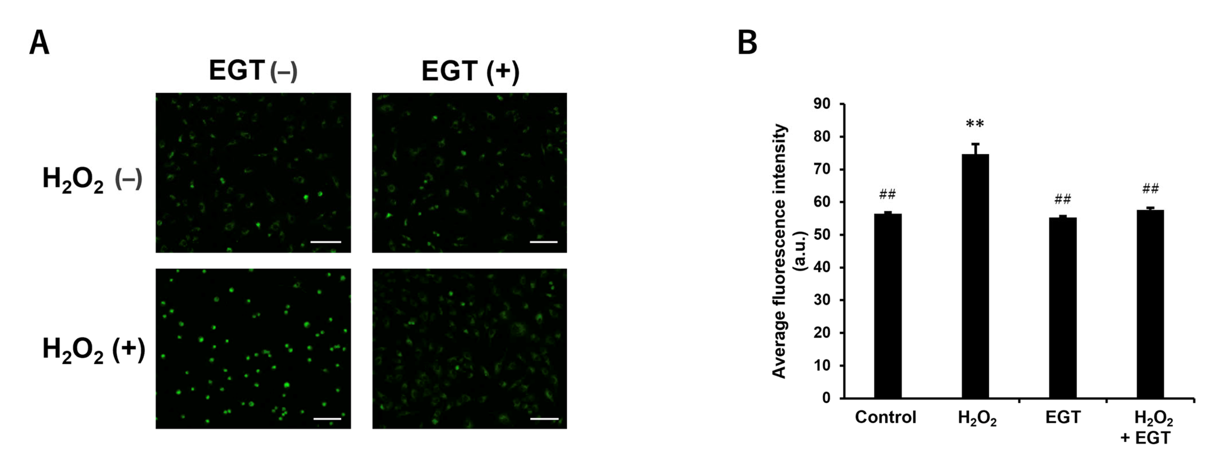 Antioxidants 13 00800 g005