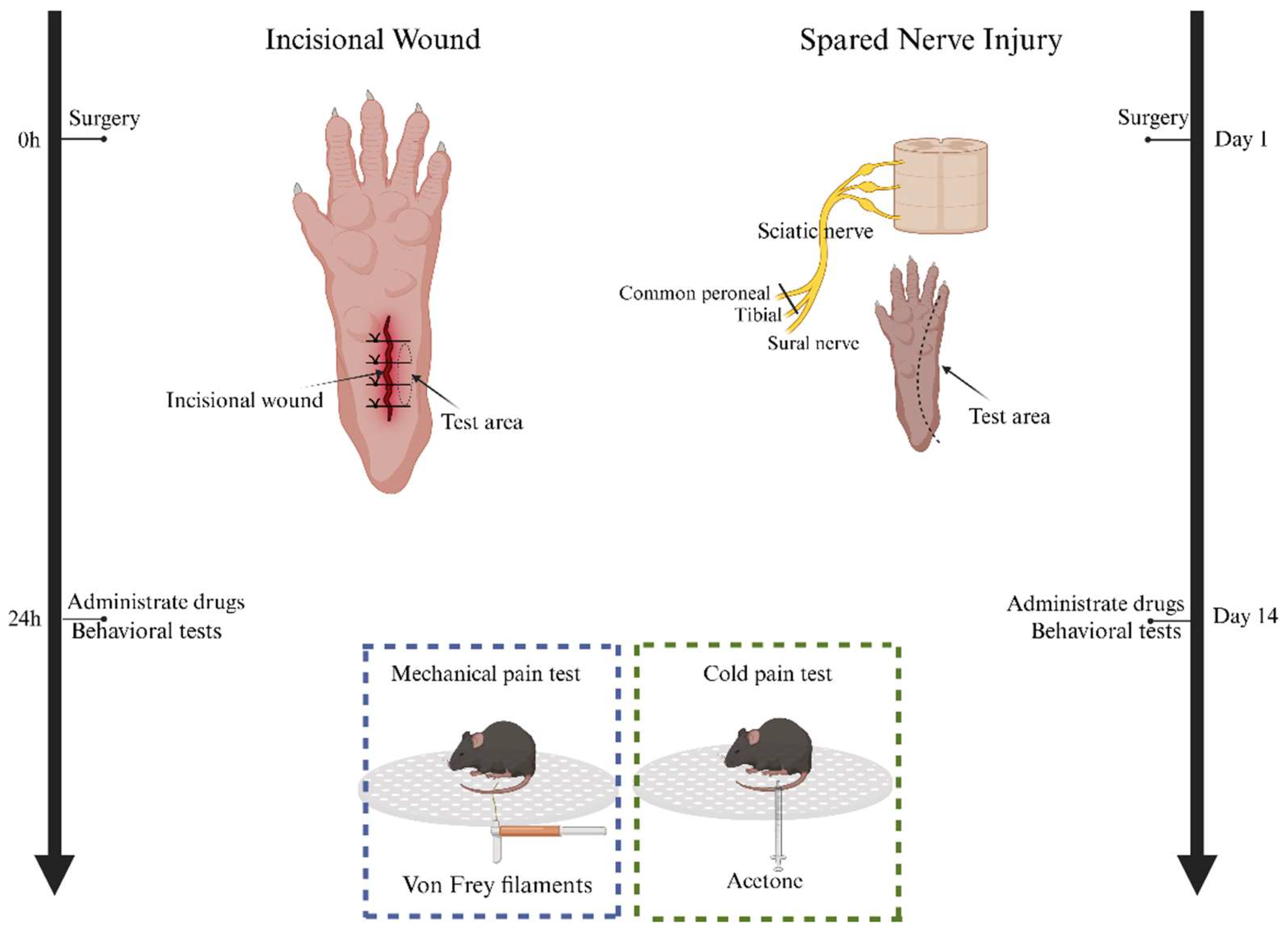 Antioxidants 13 00803 g001