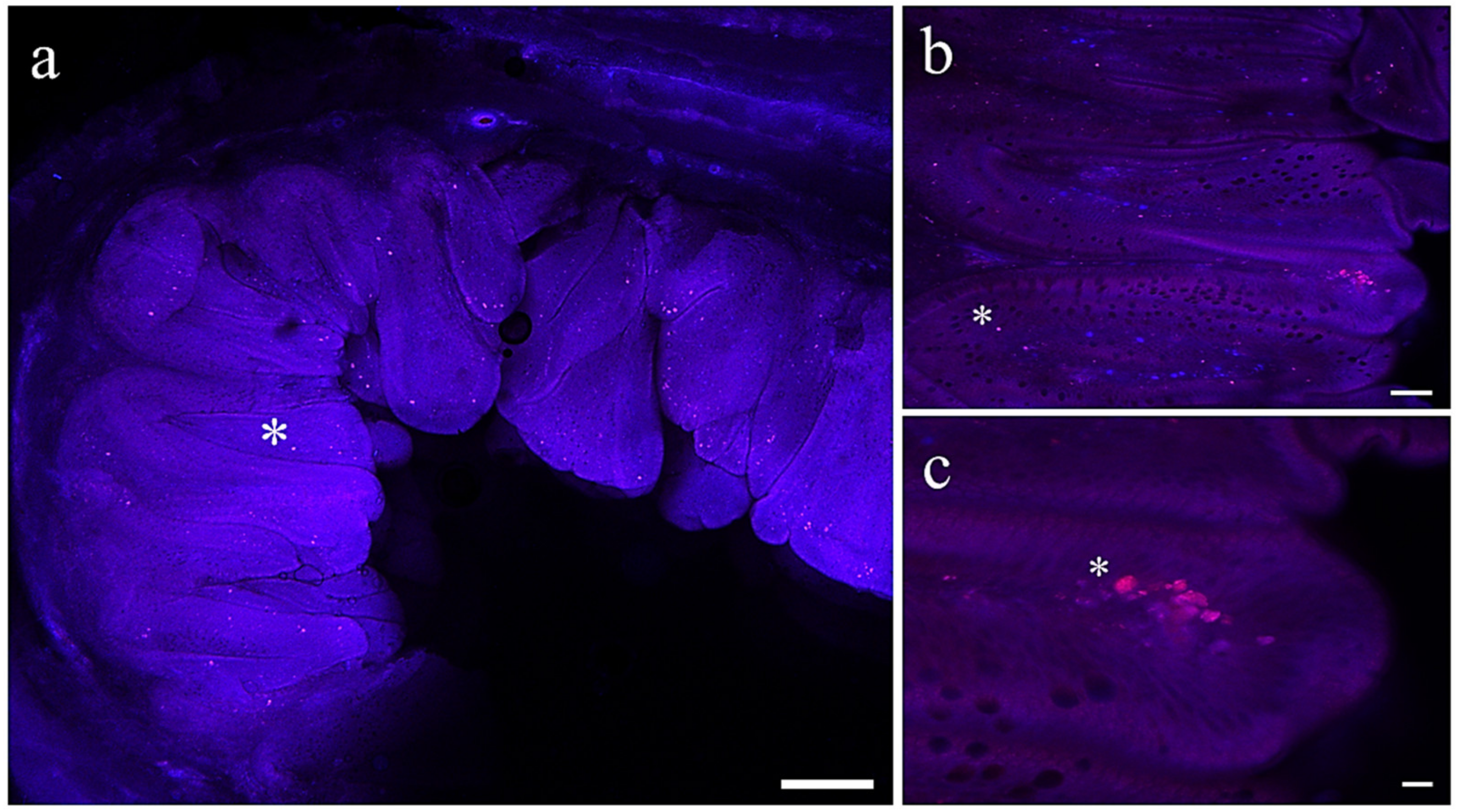Antioxidants 13 00812 g003