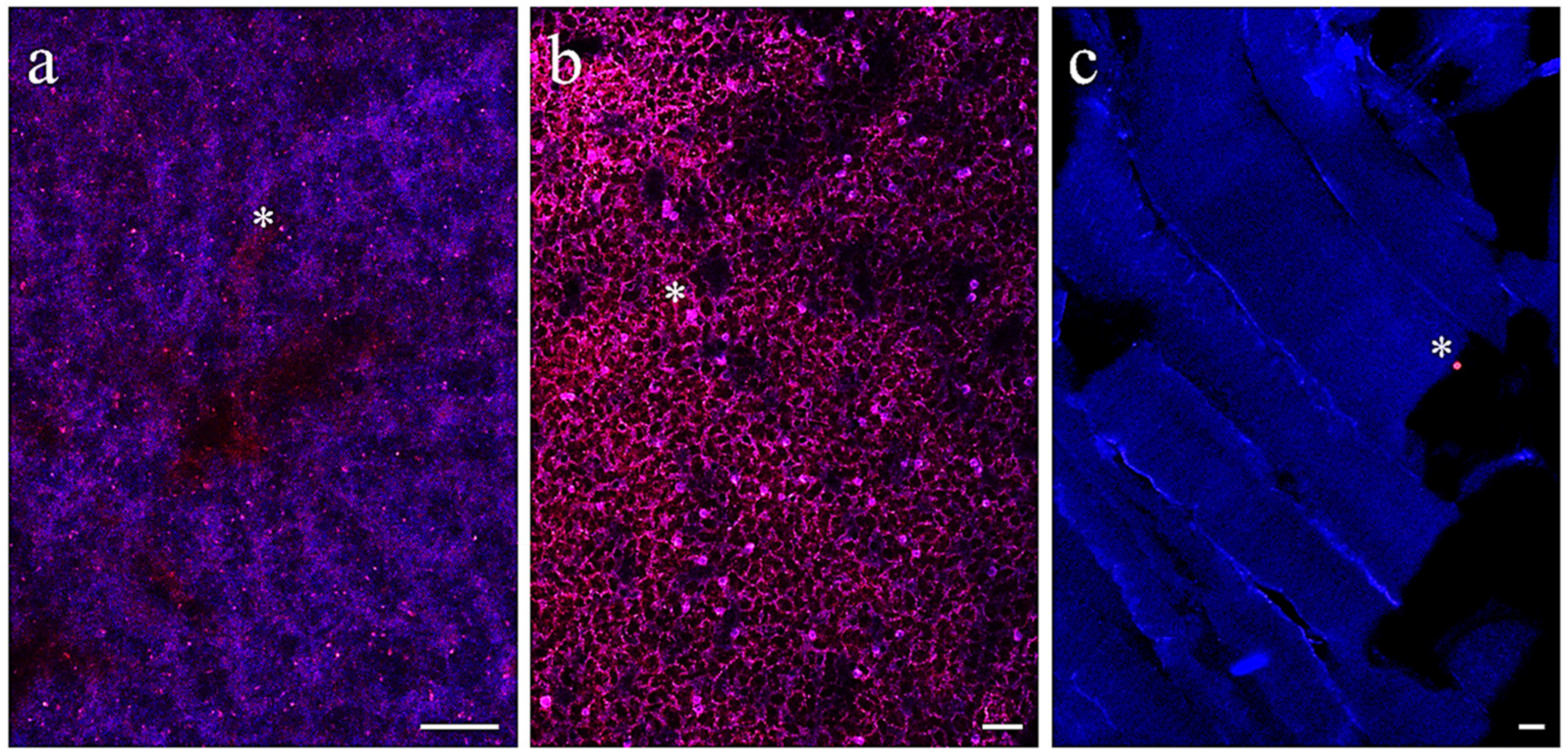 Antioxidants 13 00812 g004
