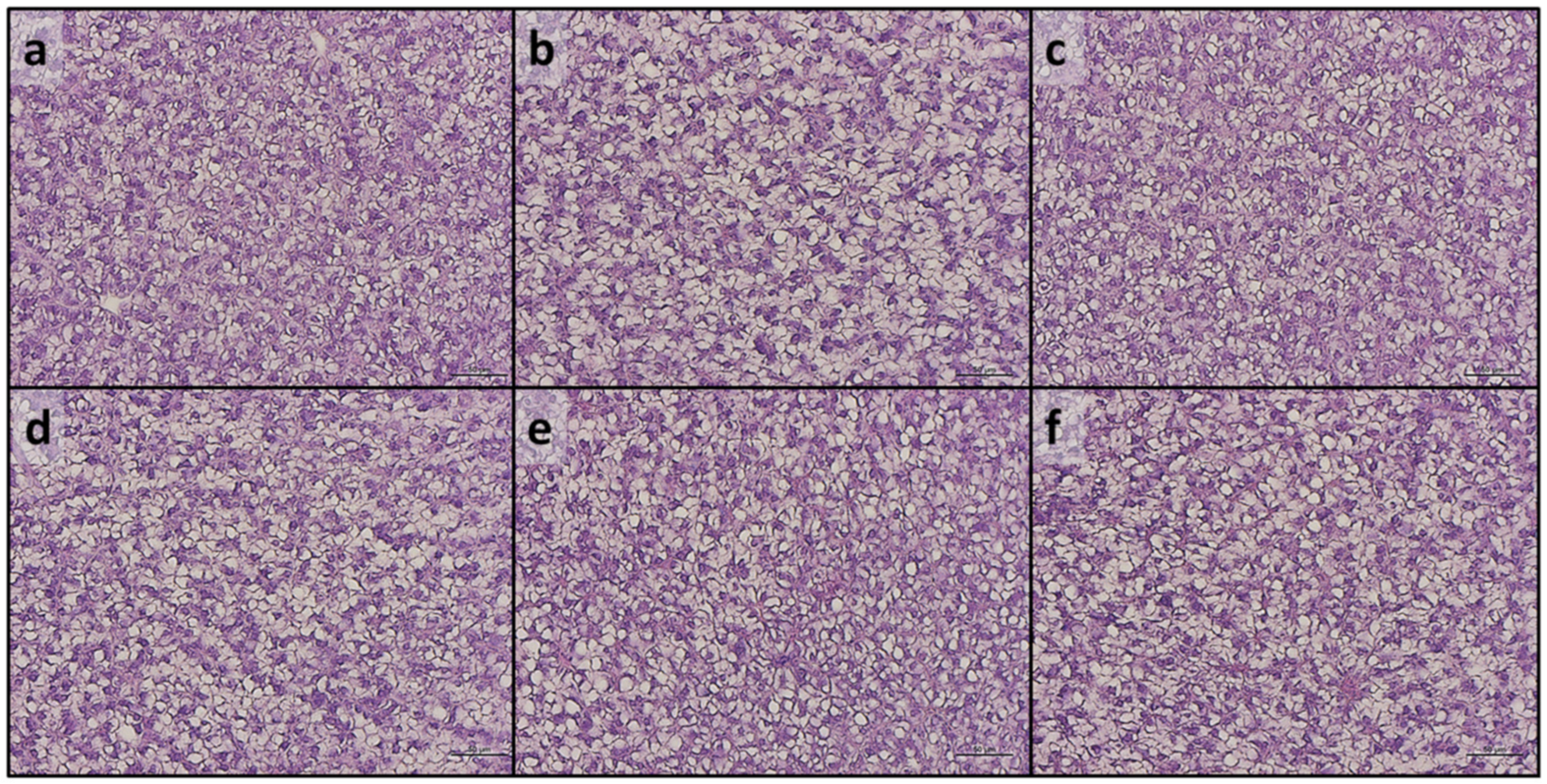 Antioxidants 13 00812 g007