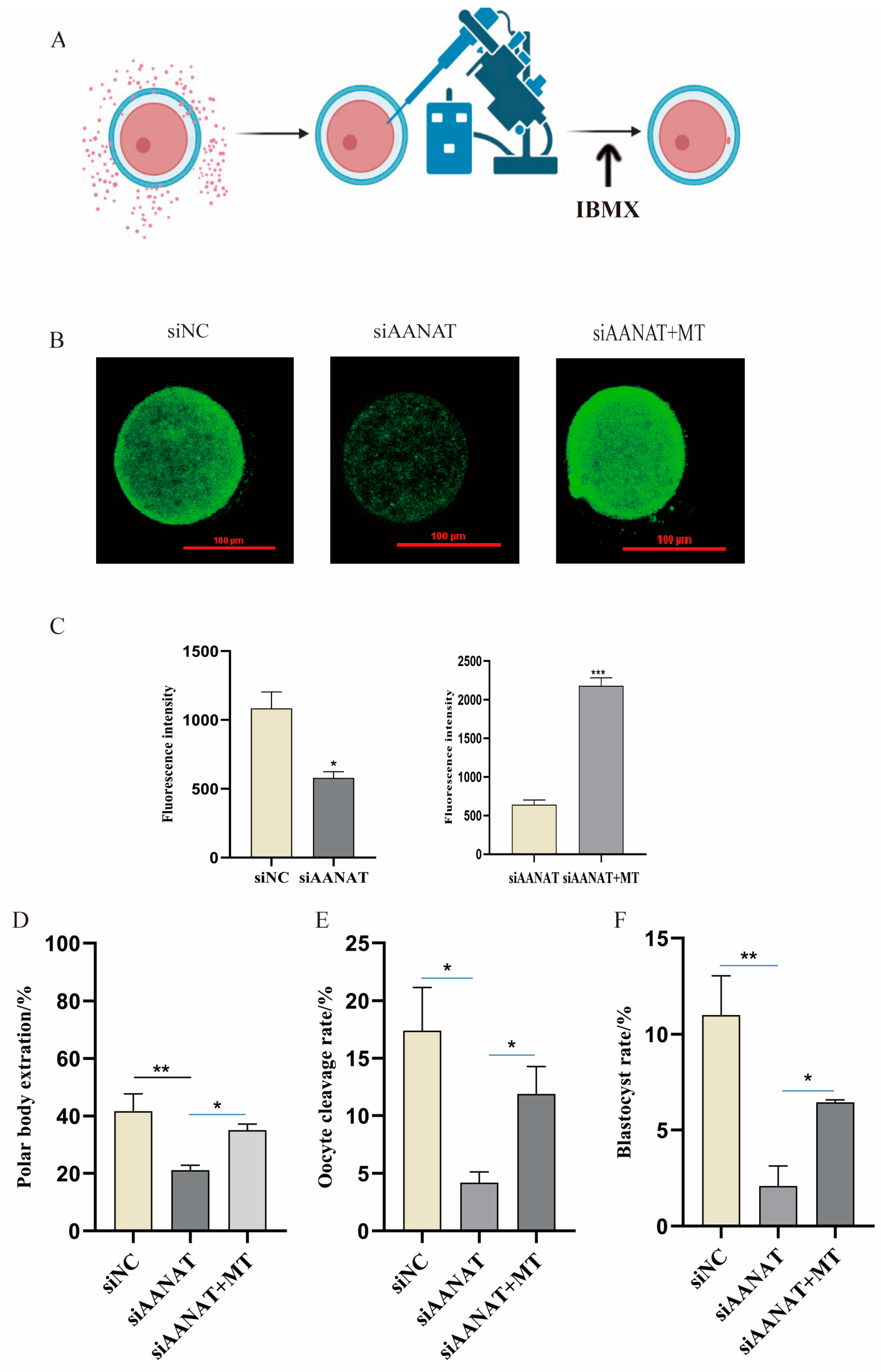 Antioxidants 13 00814 g004