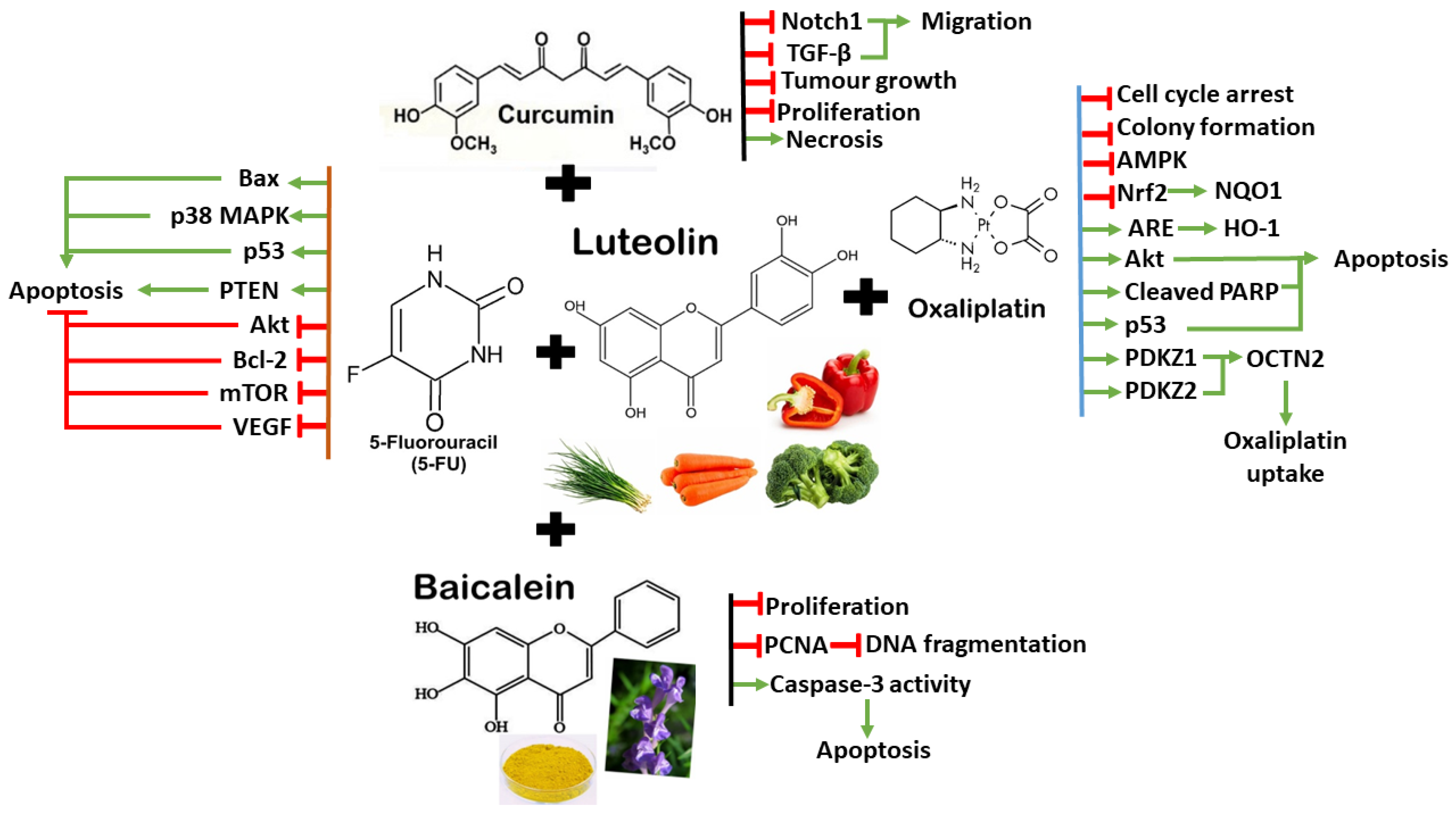 Antioxidants 13 00815 g006