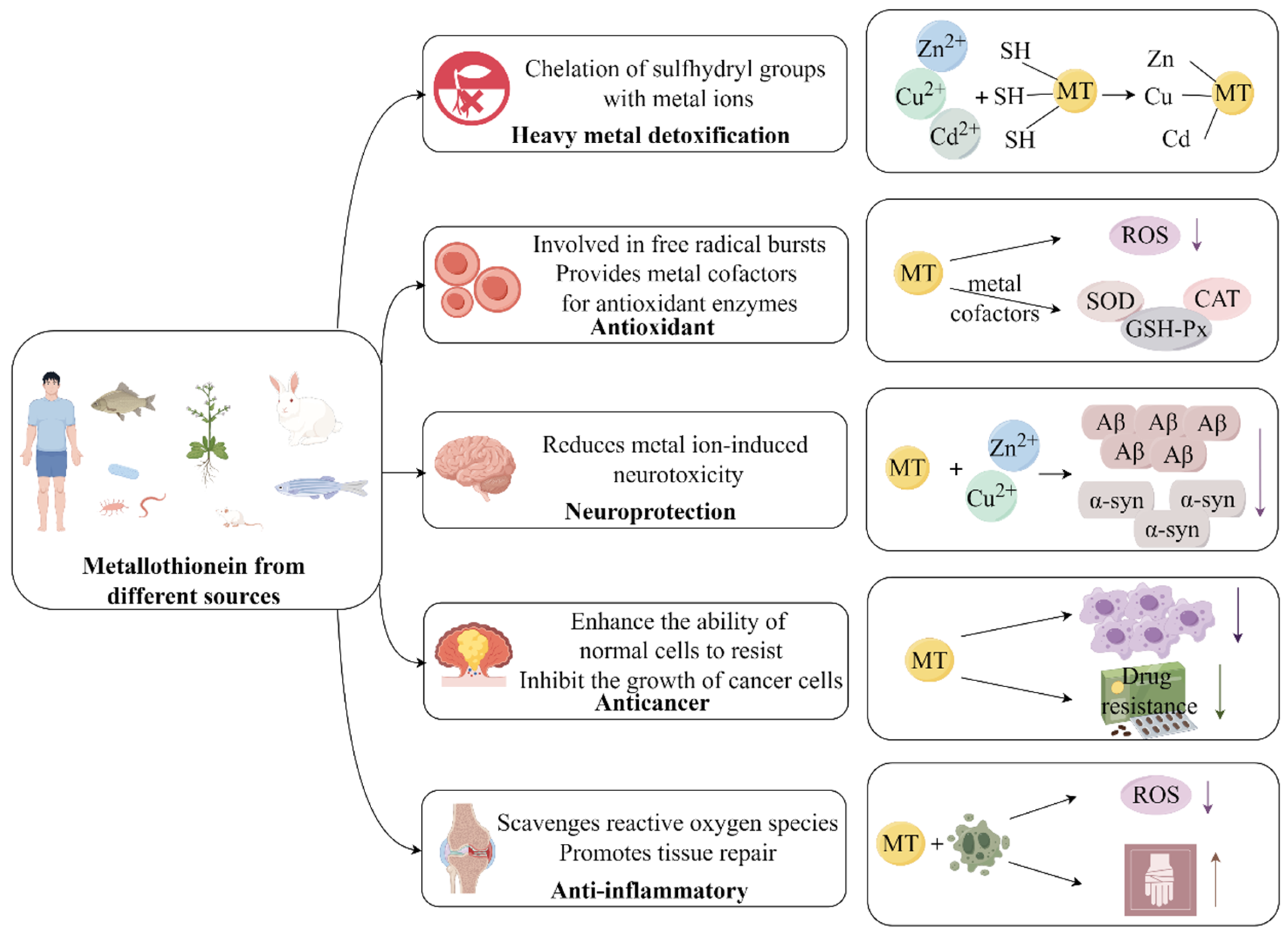 Antioxidants 13 00825 g003