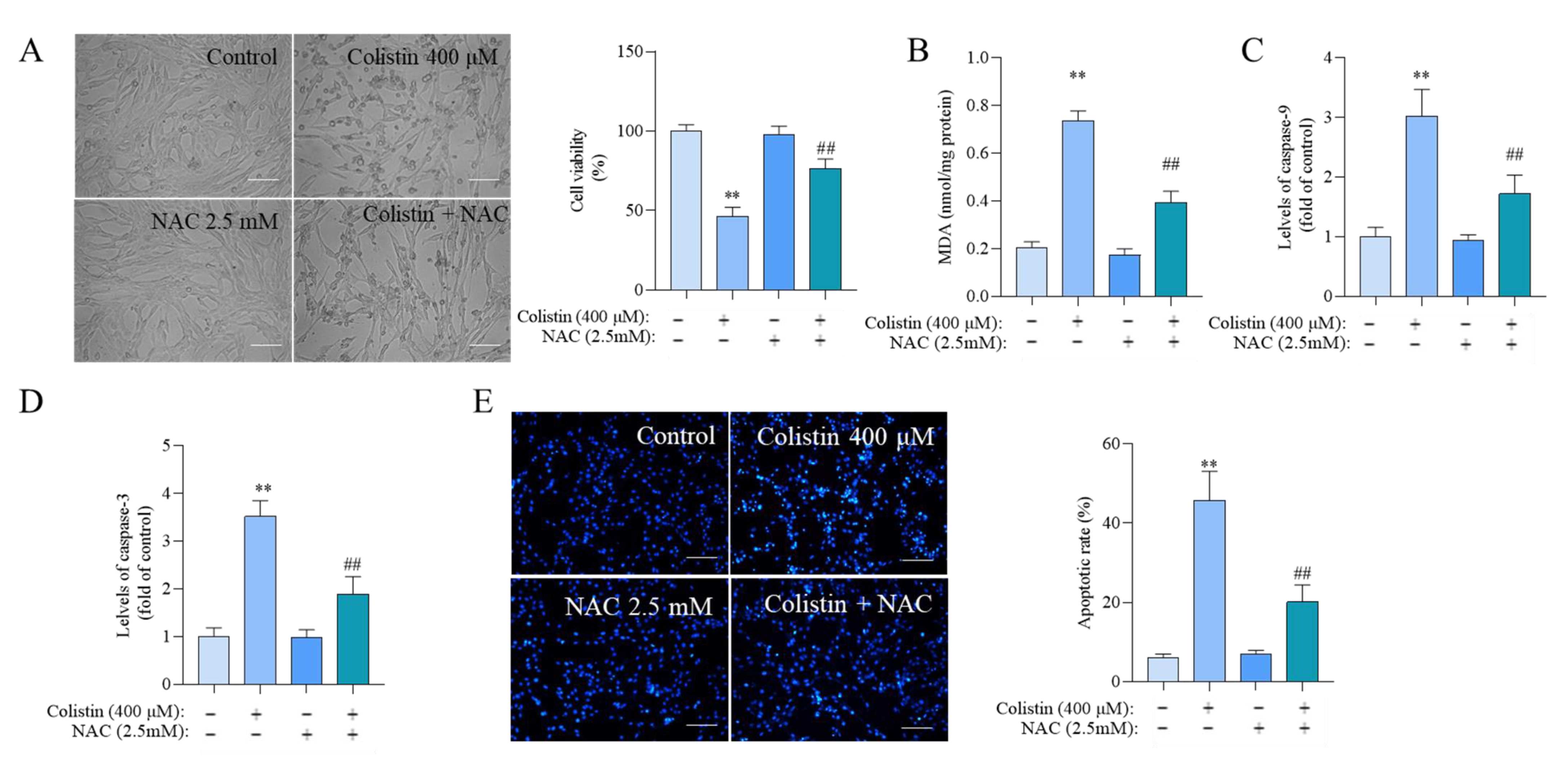 Antioxidants 13 00827 g005