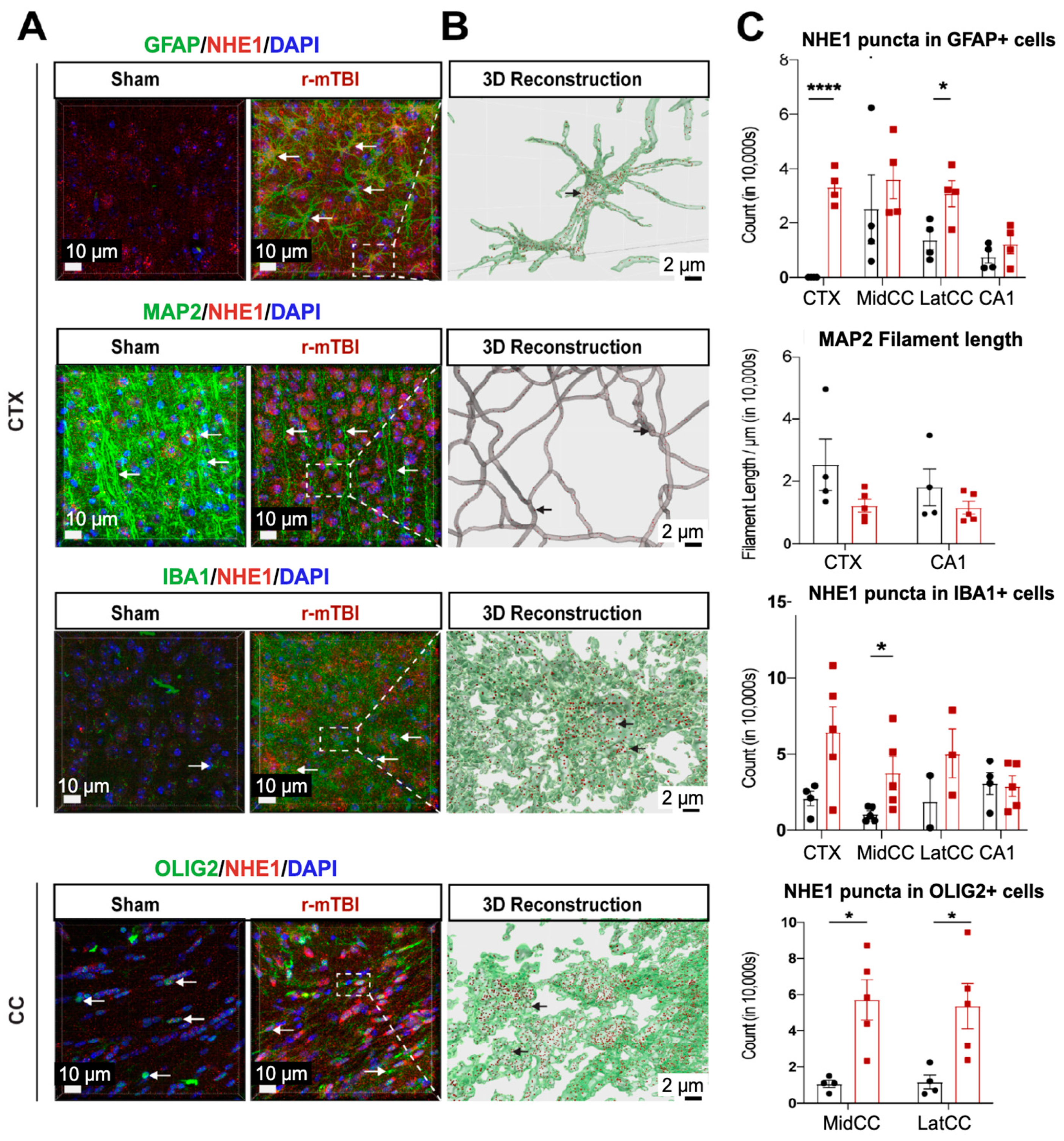 Antioxidants 13 00836 g003