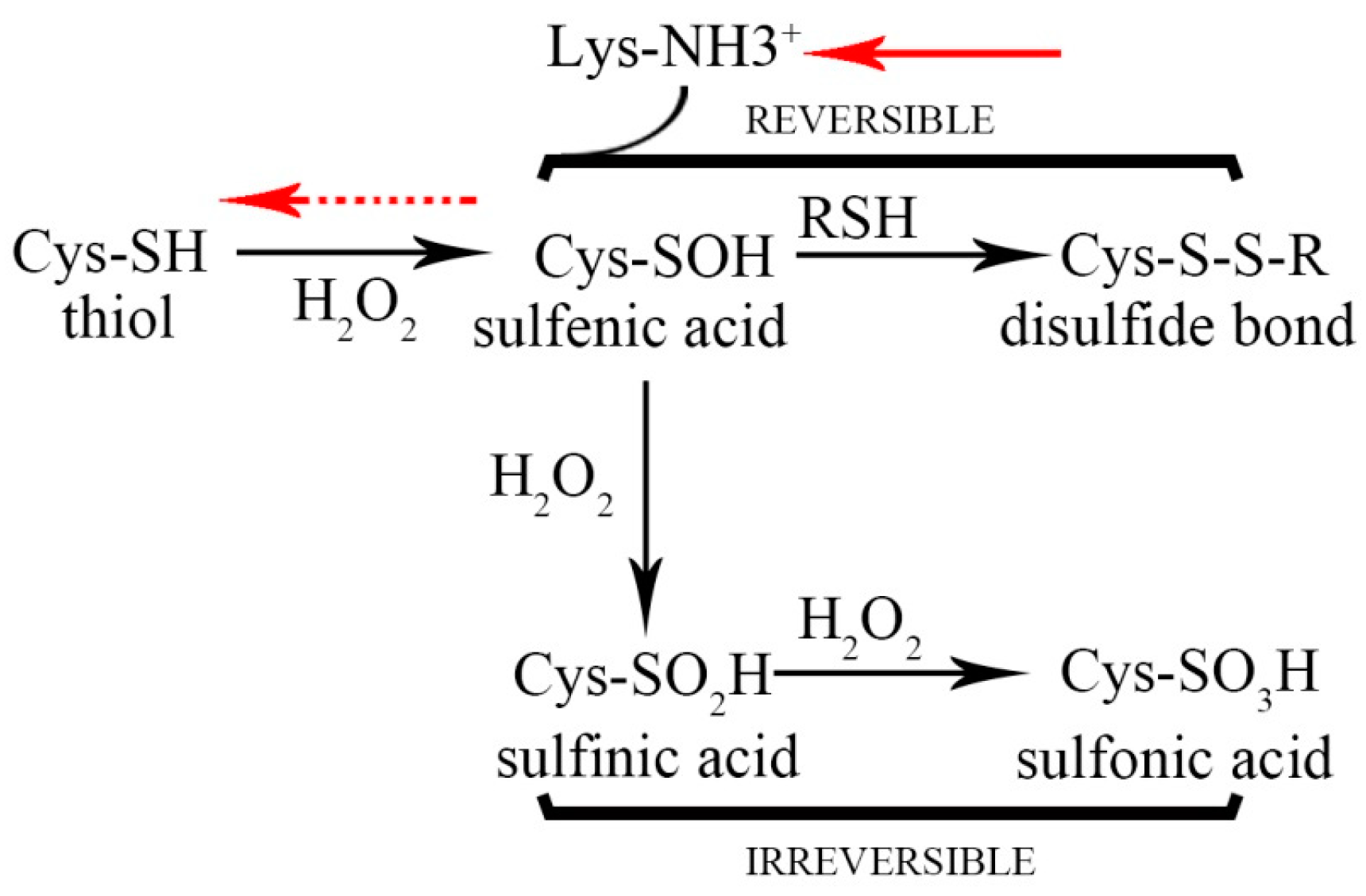 Antioxidants 13 00843 g008