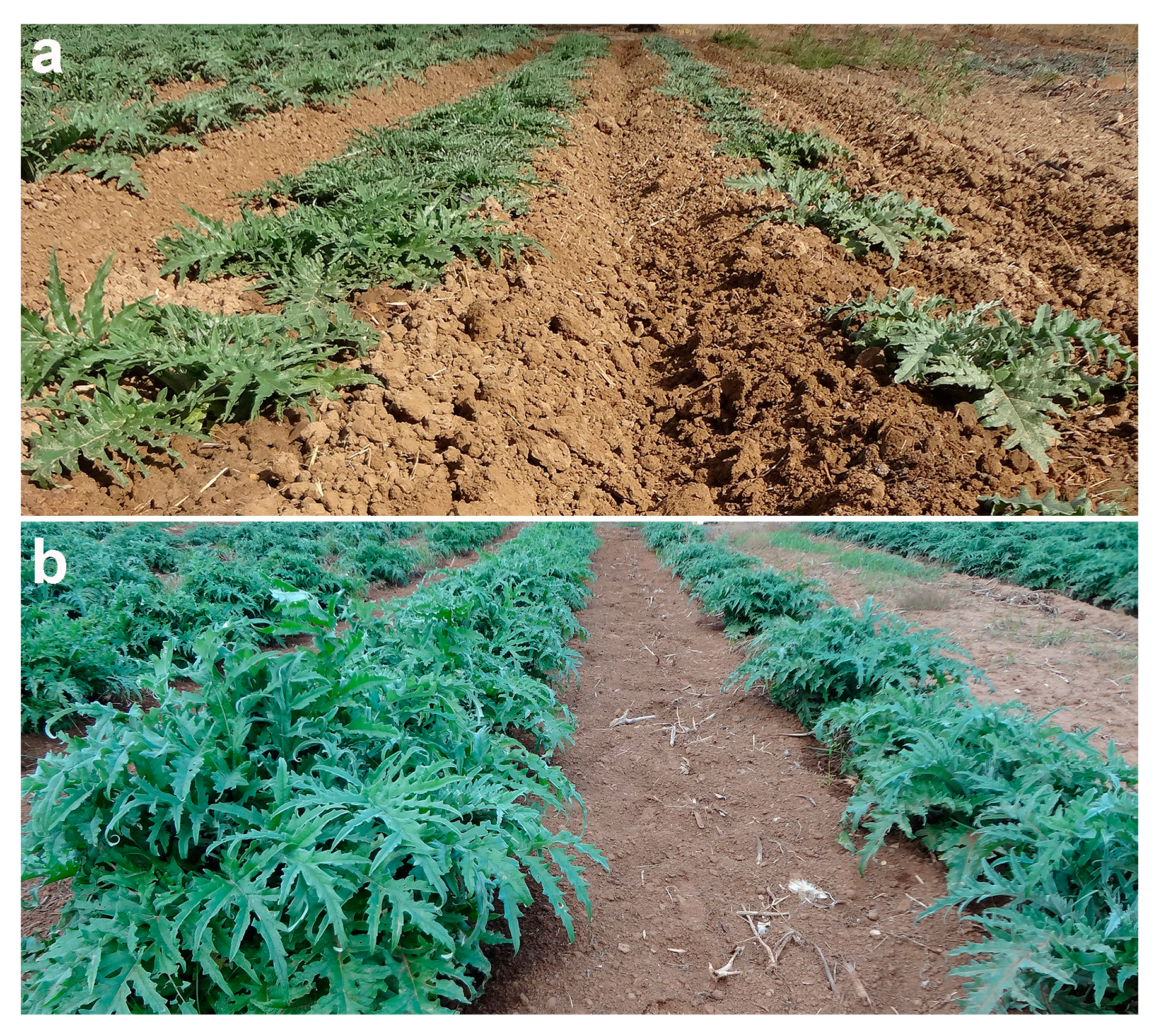 Antioxidants 13 00852 g001