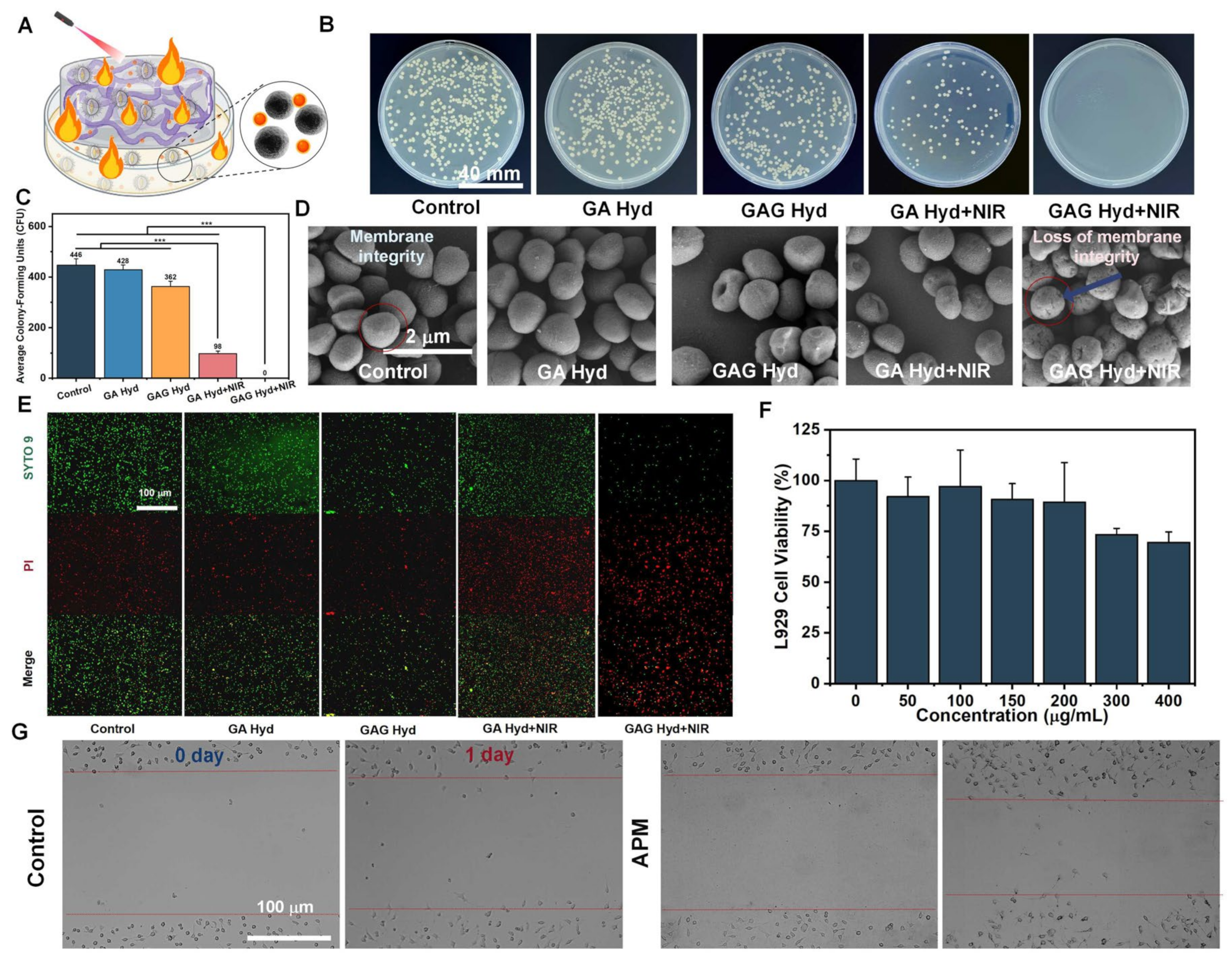 Antioxidants 13 00857 g004