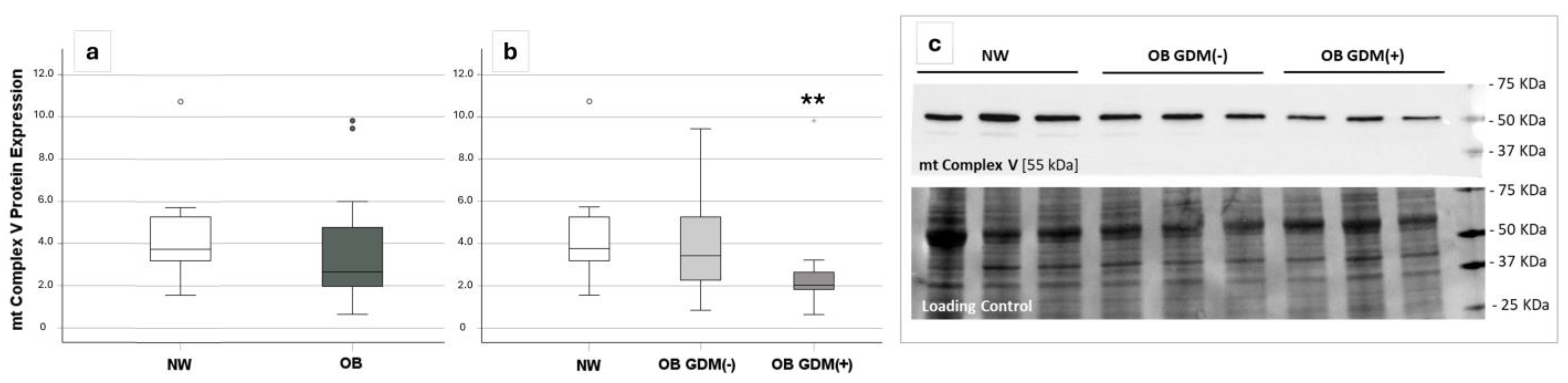 Antioxidants 13 00858 g003