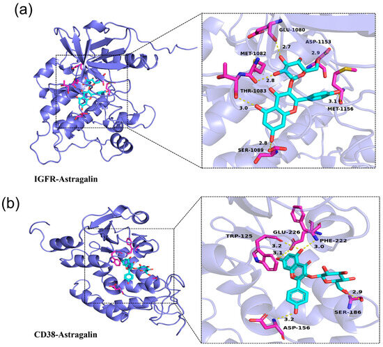 Astragalin from Thesium chinense: A Novel Anti-Aging and