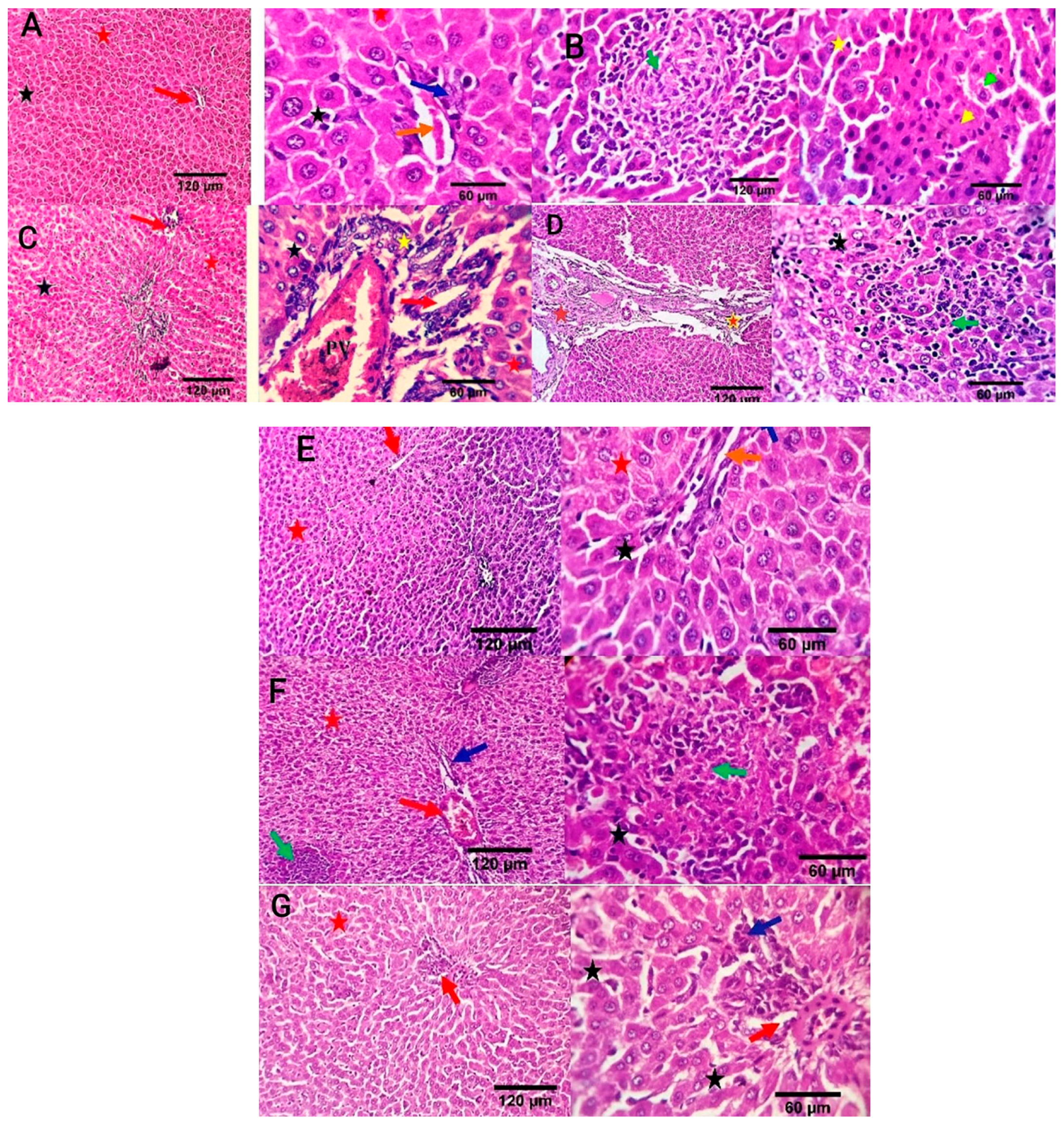 Antioxidants 13 00865 g007