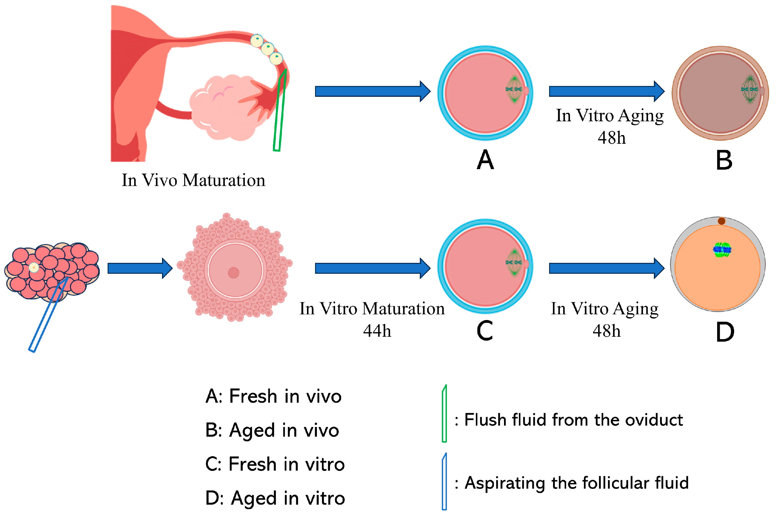 Antioxidants 13 00867 g001 Antioxidants 13 00867 g001