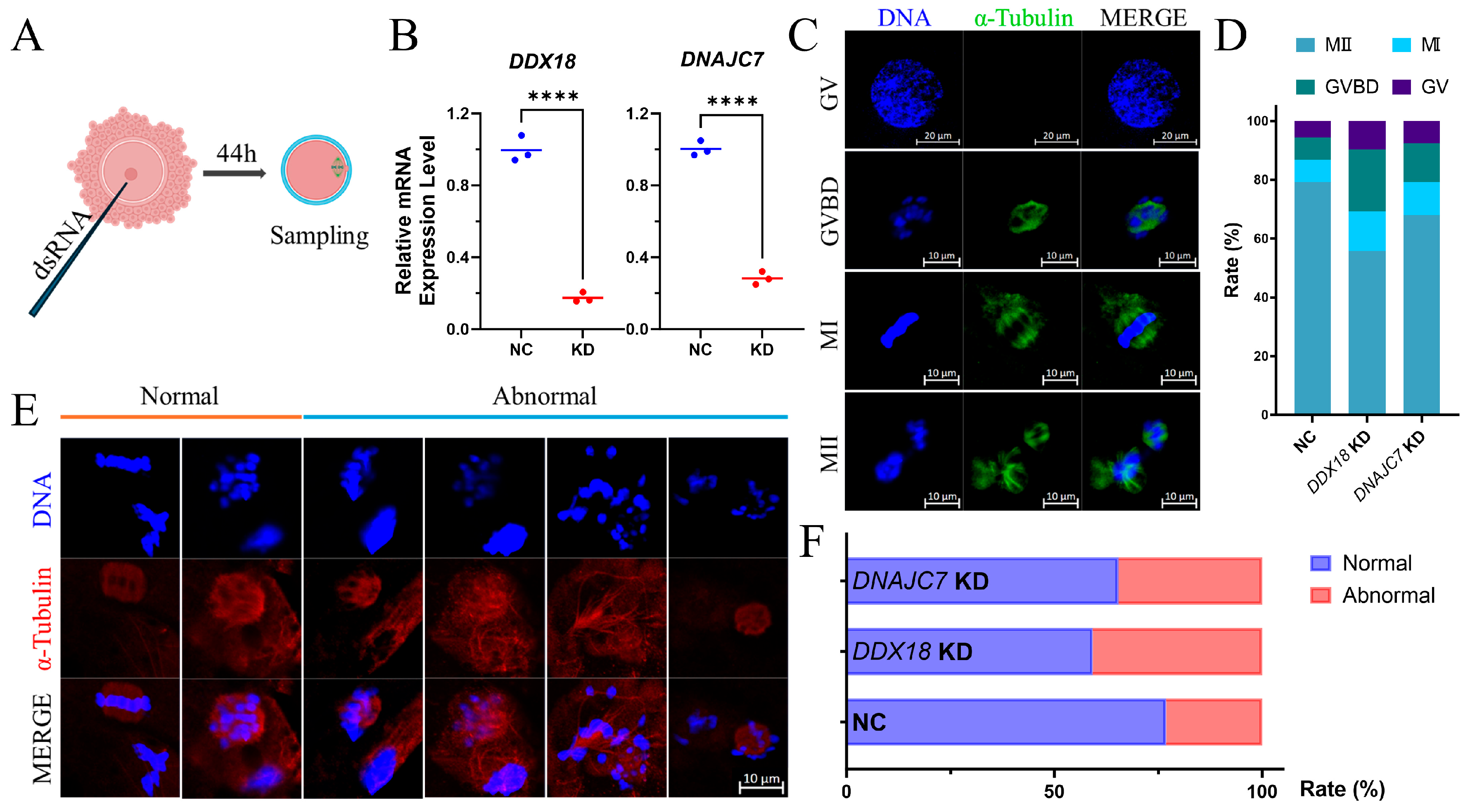 Antioxidants 13 00867 g006 Antioxidants 13 00867 g006