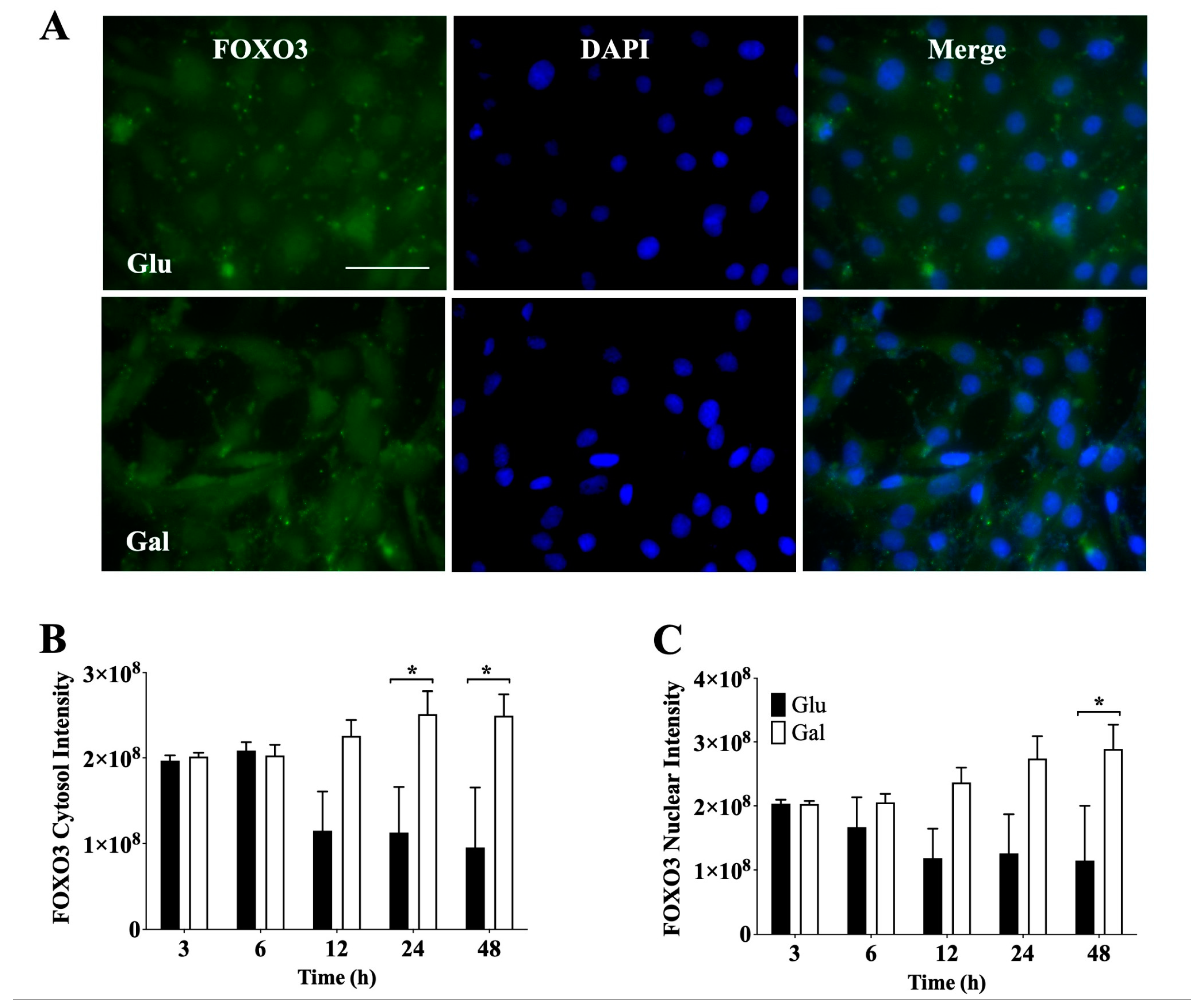 Antioxidants 13 00873 g004