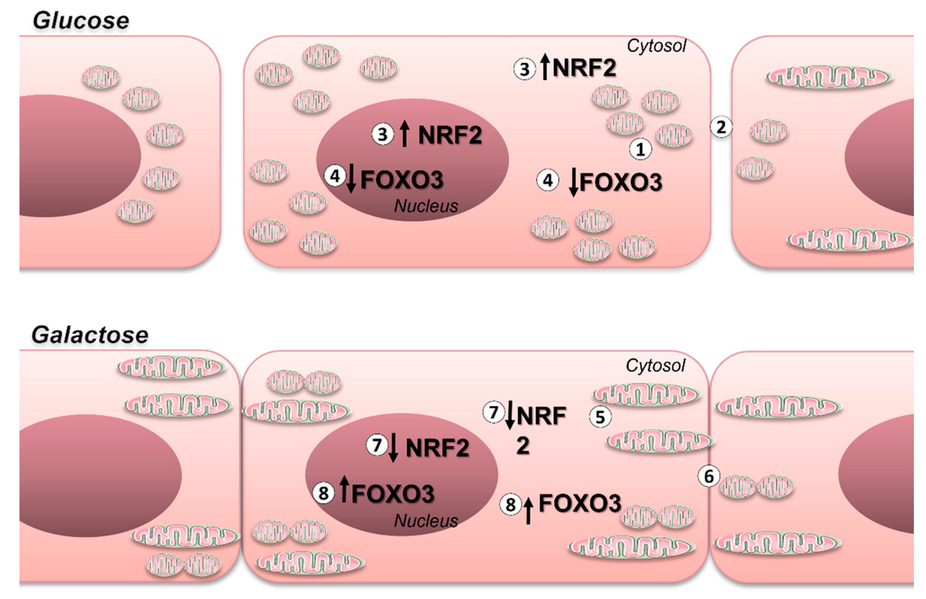 Antioxidants 13 00873 g005