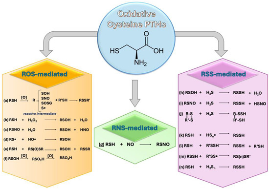 Oxidative Cysteine Post Translational Modifications Drive the
