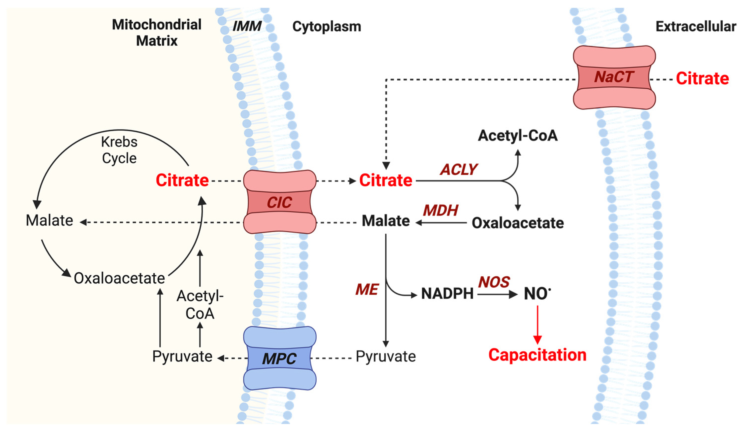Antioxidants 13 00885 g009